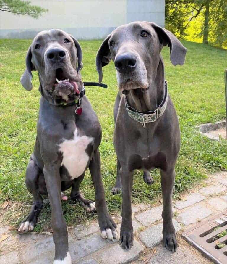 blue american great dane