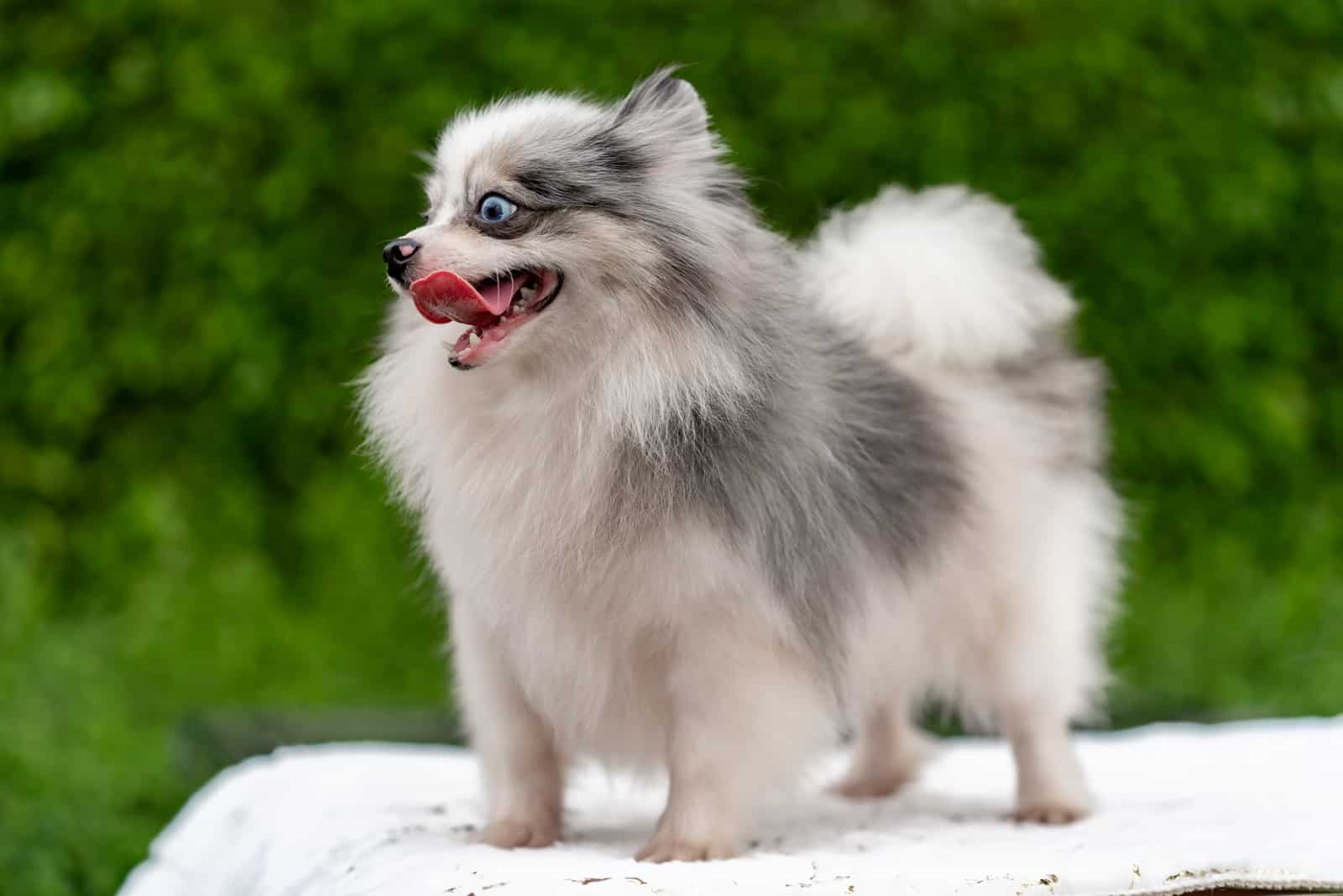 Blue And Tan pomeranian