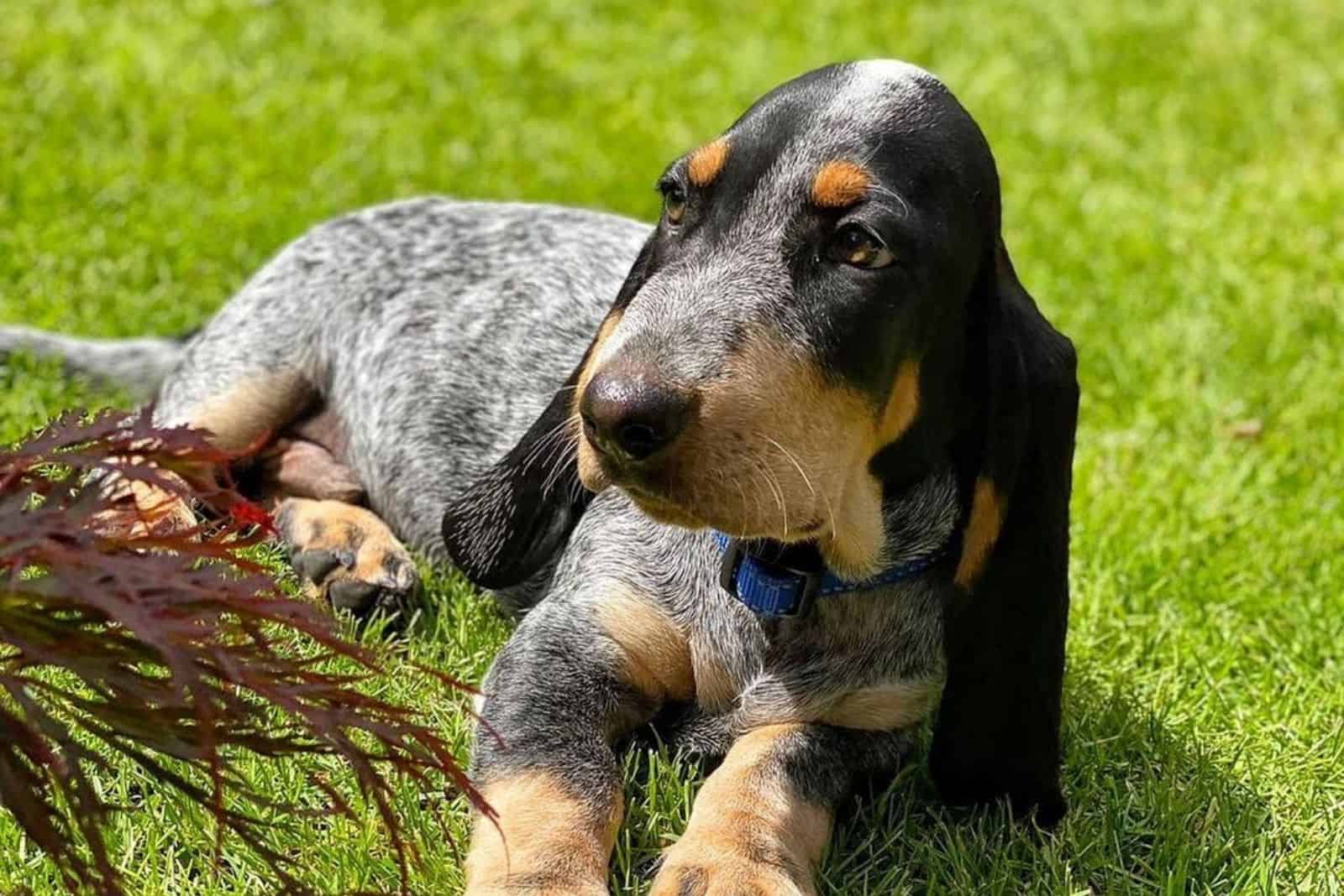 Blue Basset Hound: A Very Rare Breed, Or A Genetic Error?