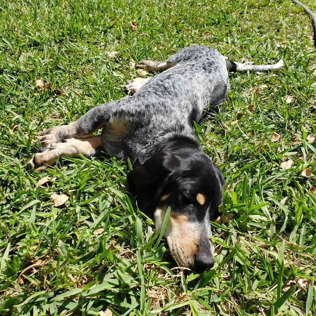 blue basset hound sleeping