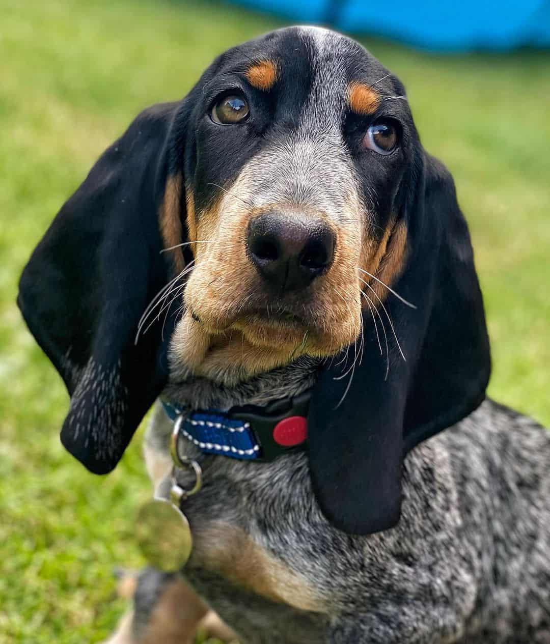 blue basset hound