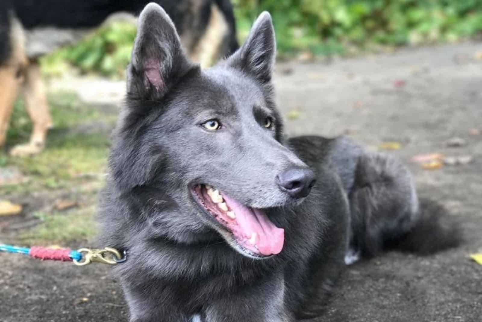 Blue Bay Shepherd lies and rests