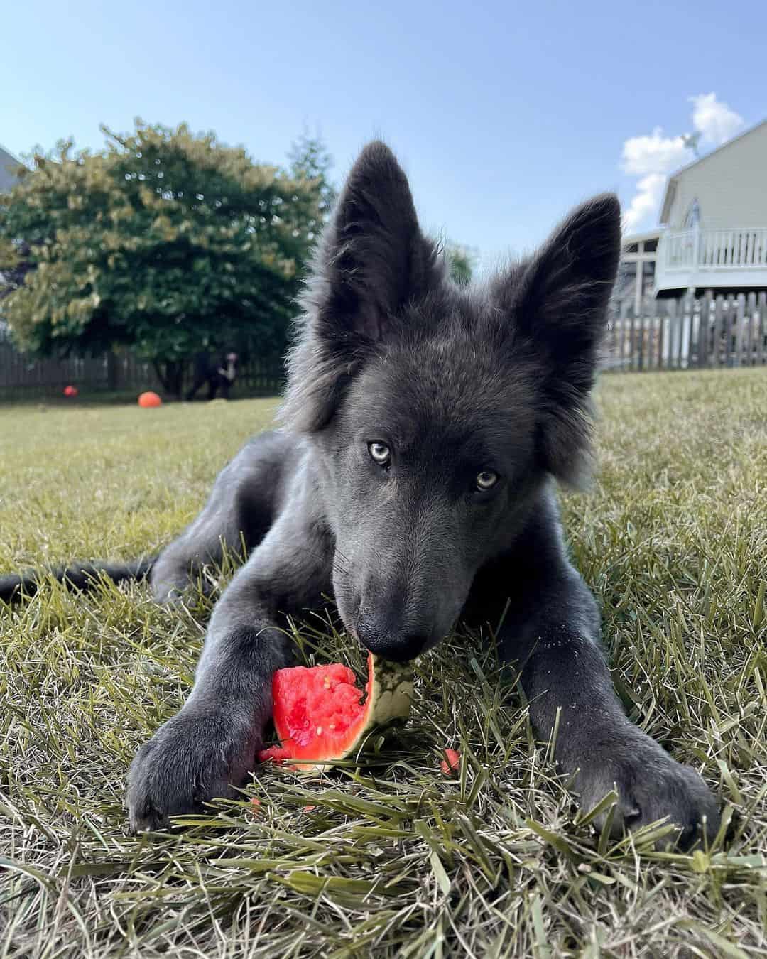 Blue Bay Shepherd lies on the grass