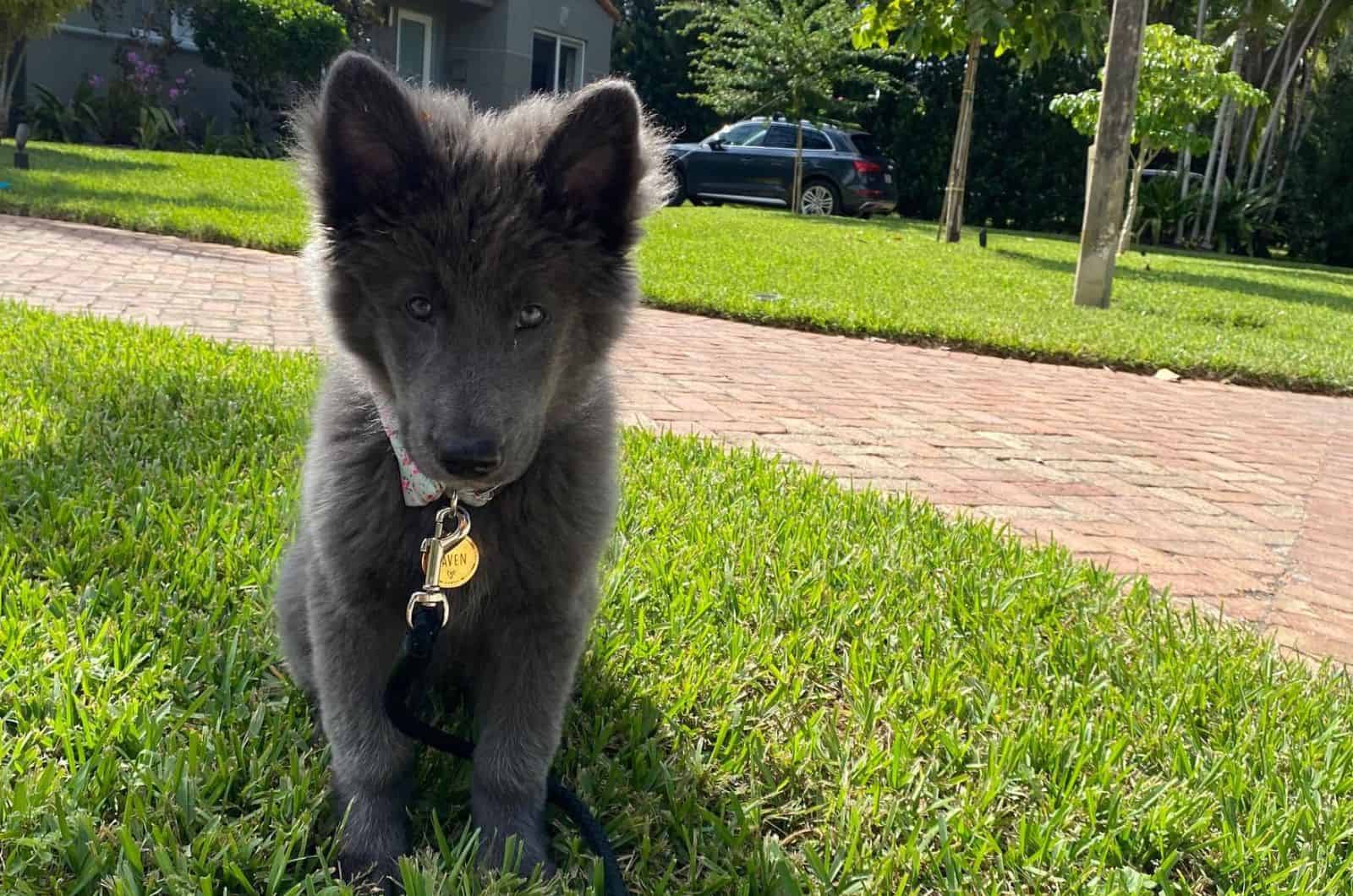 Blue Bay Shepherd Price: Is This Gorgeous Wolf Hybrid Expensive?