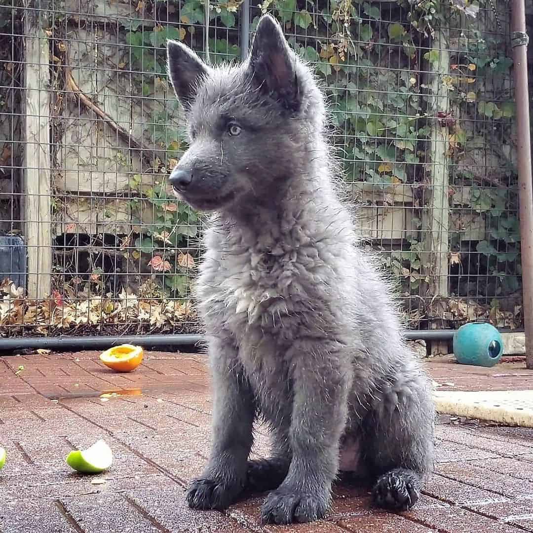 Blue Bay Shepherd puppy