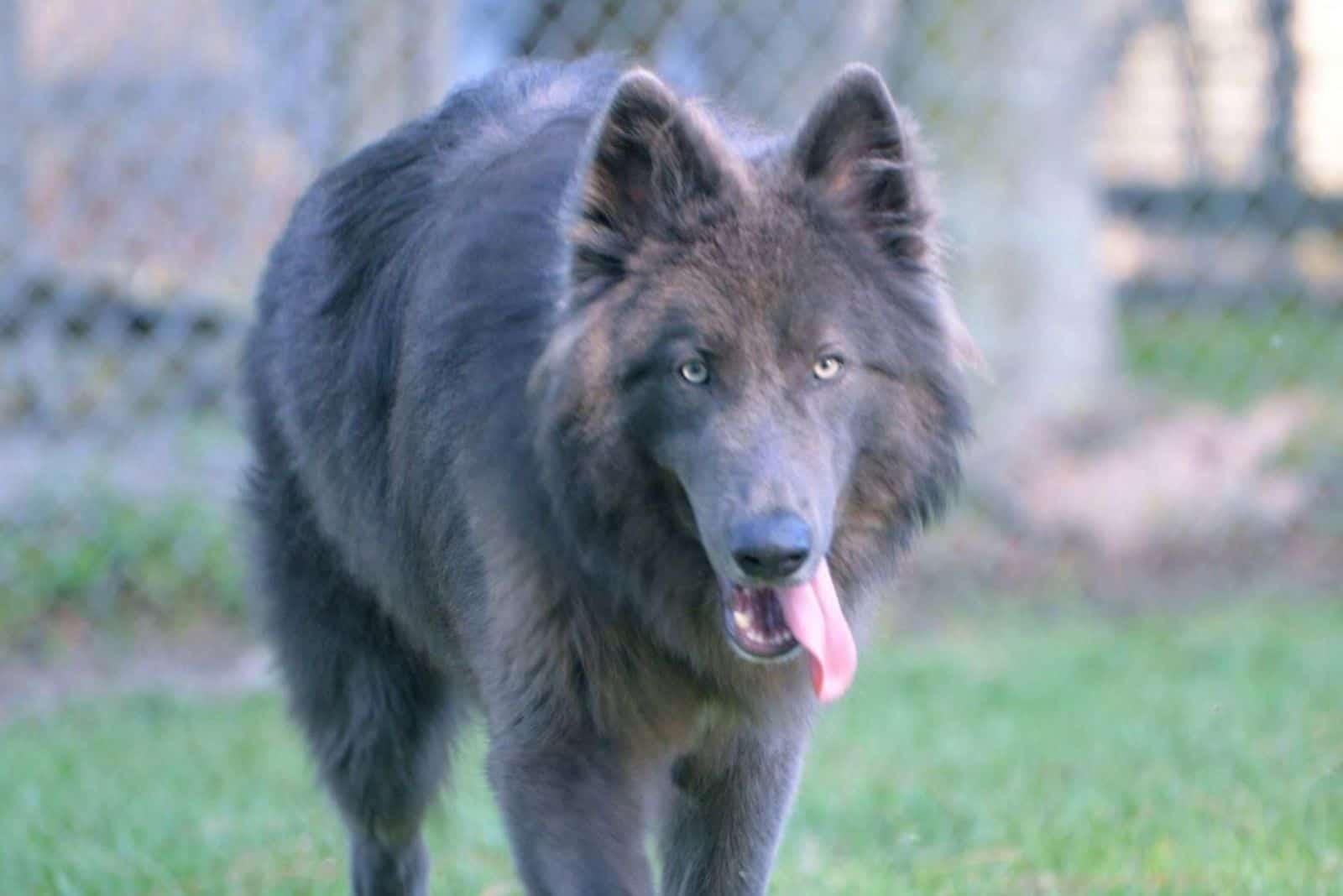 Blue Bay Shepherd walks on the grass