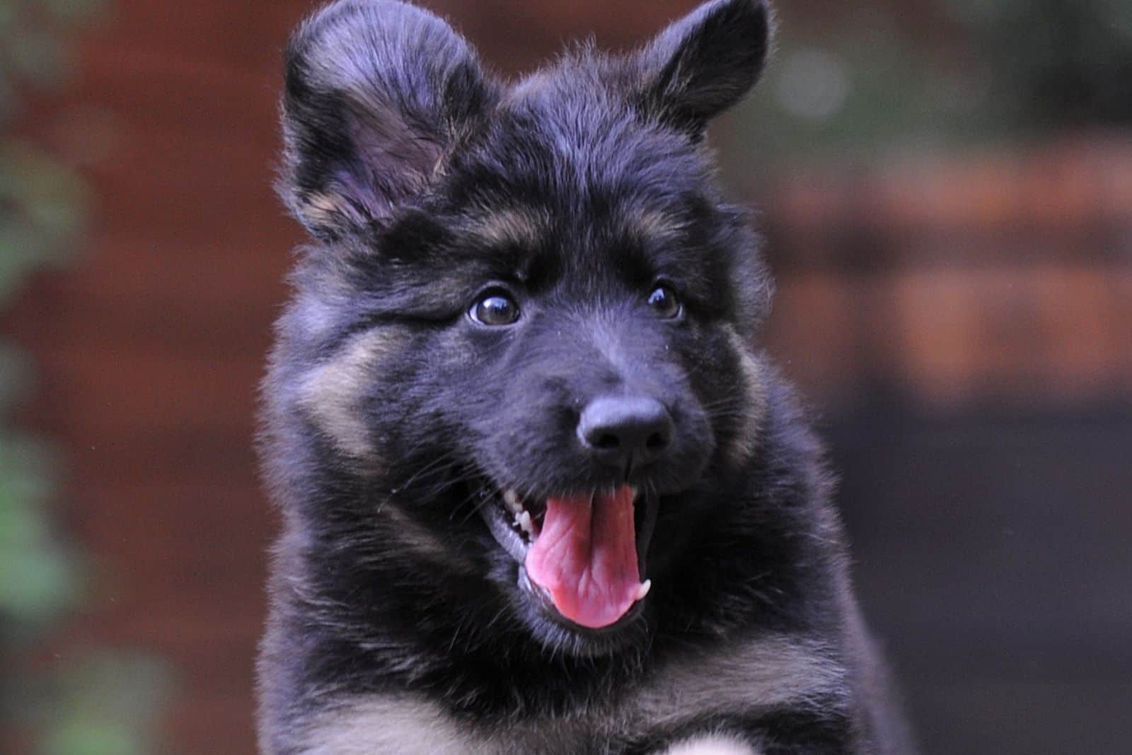 blue black german shepherd dog leaping for joy outdoors