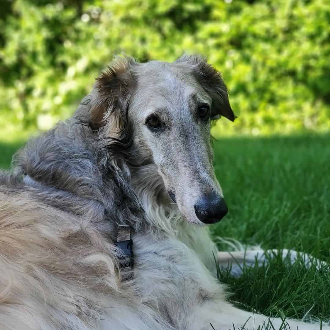 blue borzoi