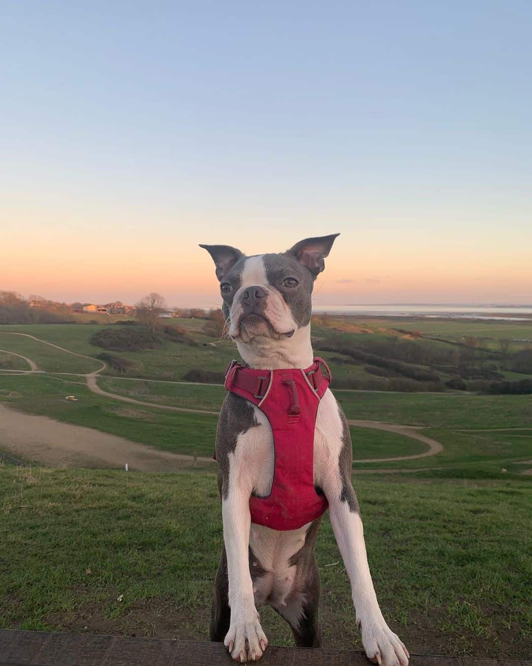 blue boston terrier