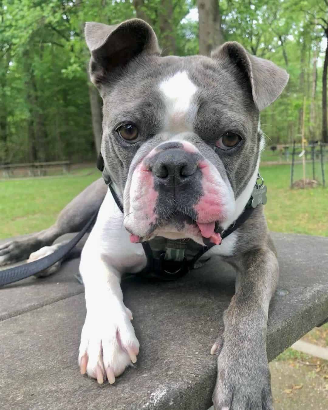 blue boston terrier in nature