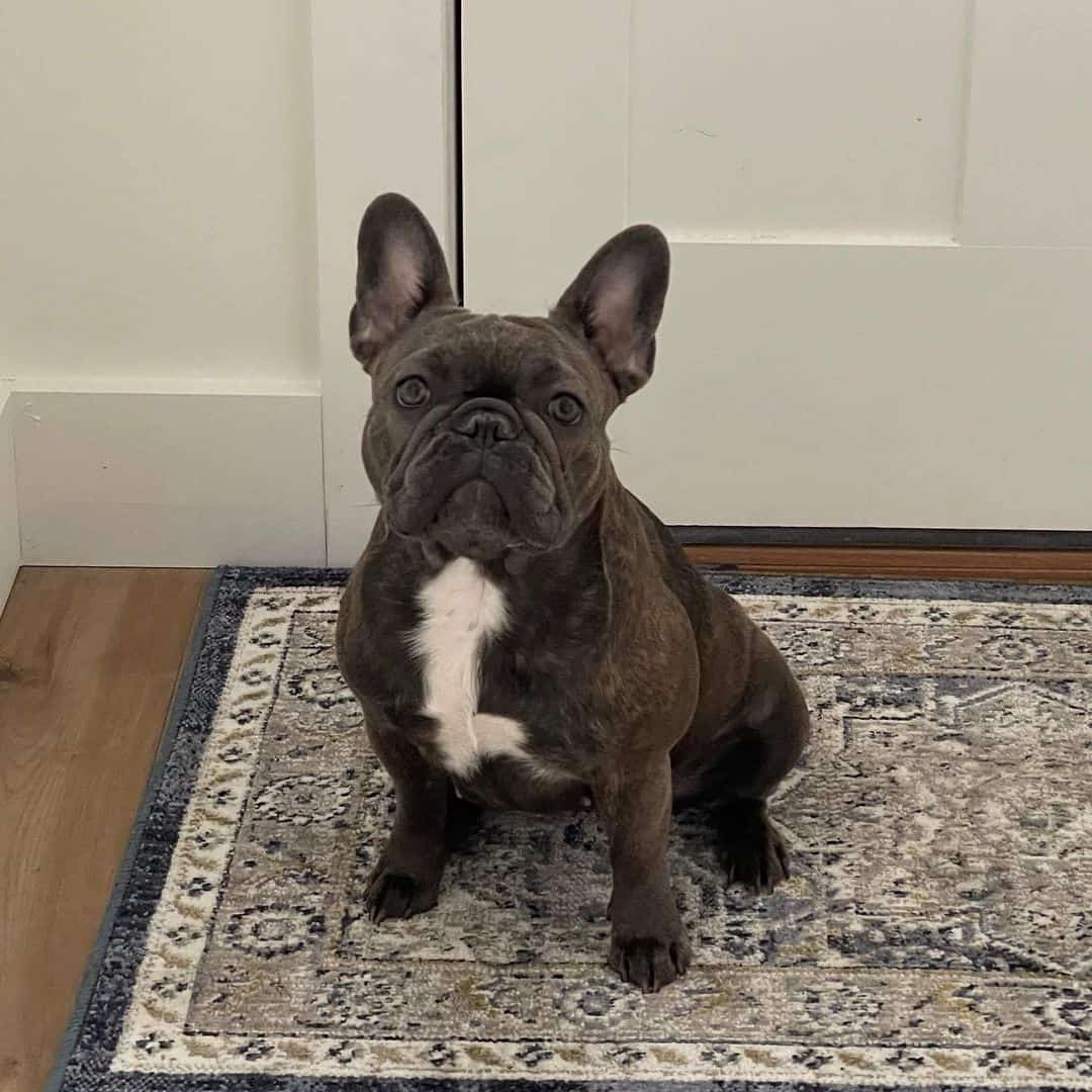 Blue Brindle French Bulldog sitting on the floor