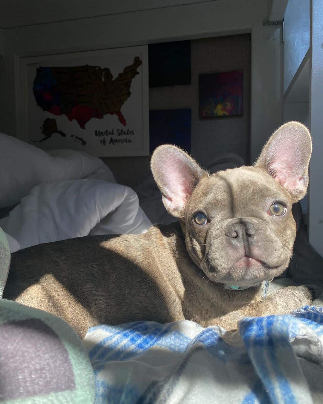 Blue Brindle French Bulldogs