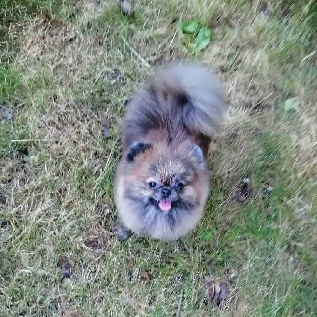 Blue Brindle pomeranian