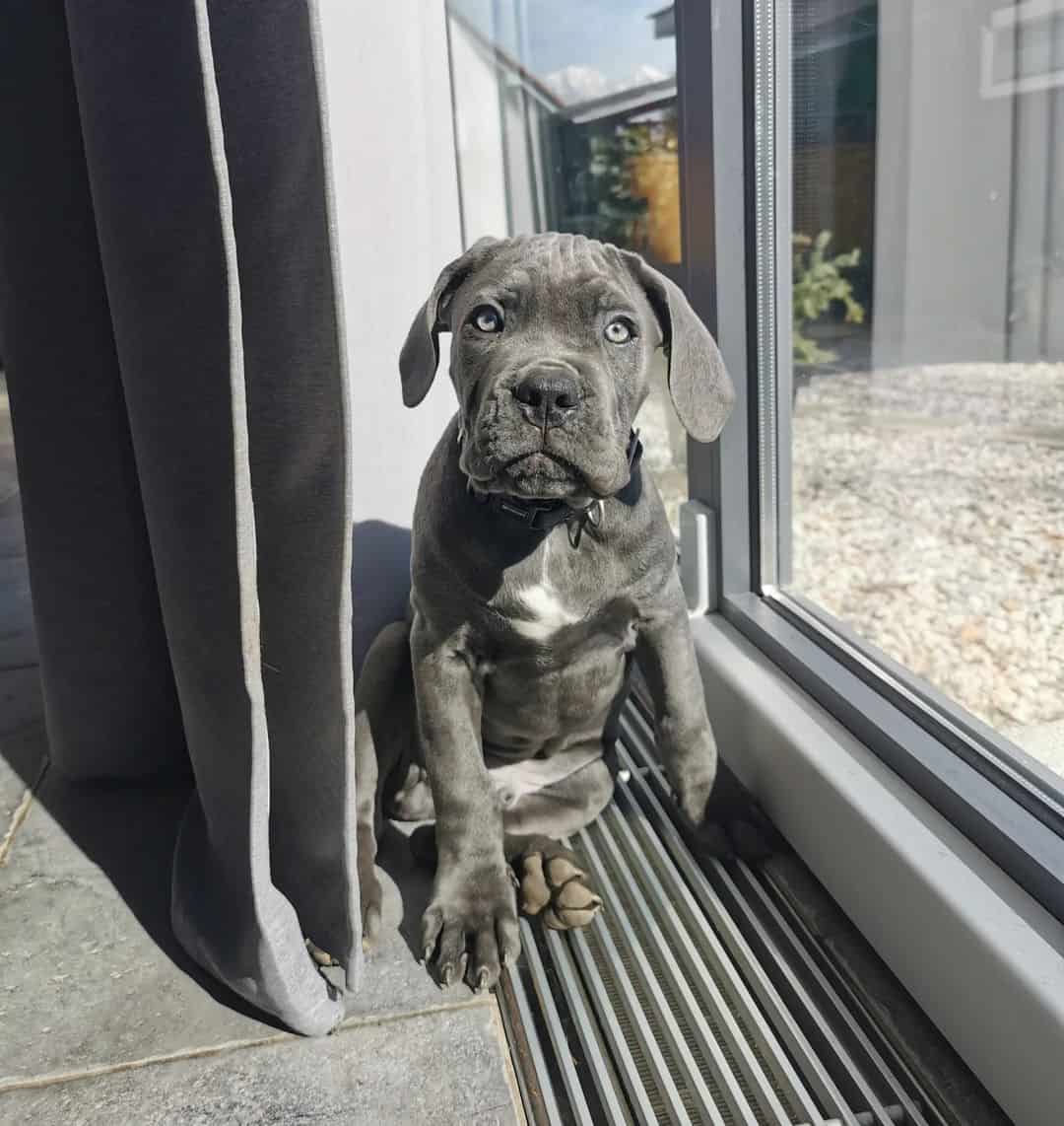 blue cane corso puppy