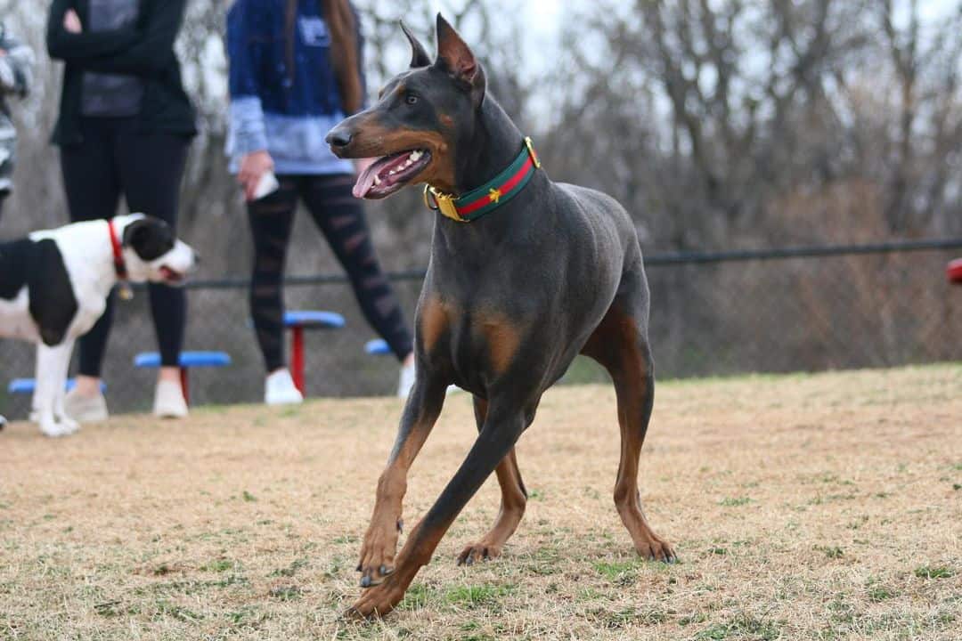 blue doberman during exercise