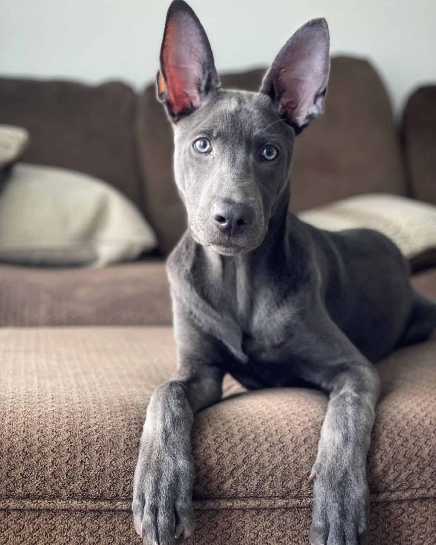 blue dutch shepherd laying on the couch