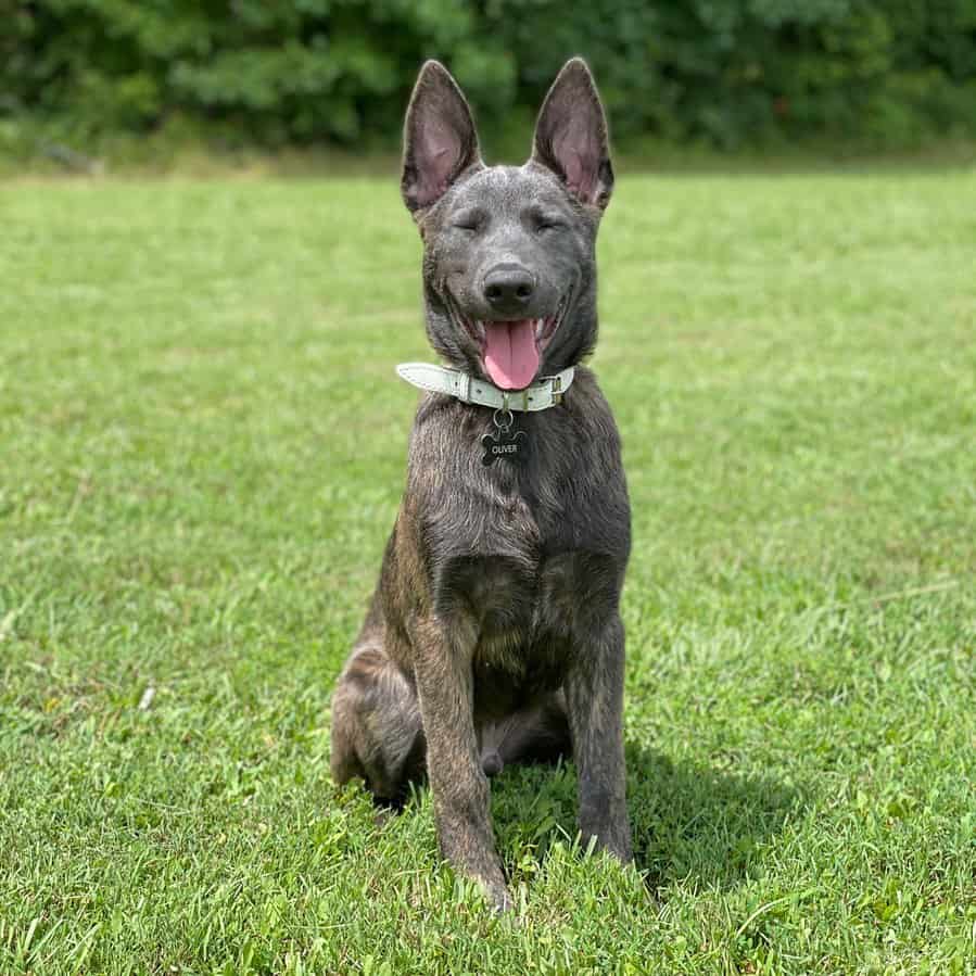 dutch shepherd sitting on the grass