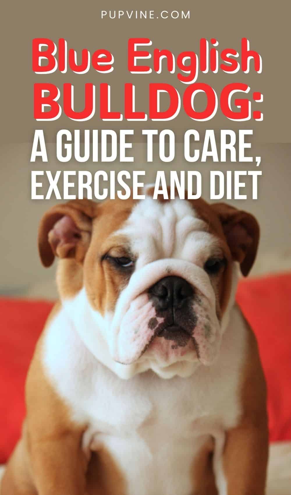 Blue English Bulldog A Guide To Care, Exercise, And Diet