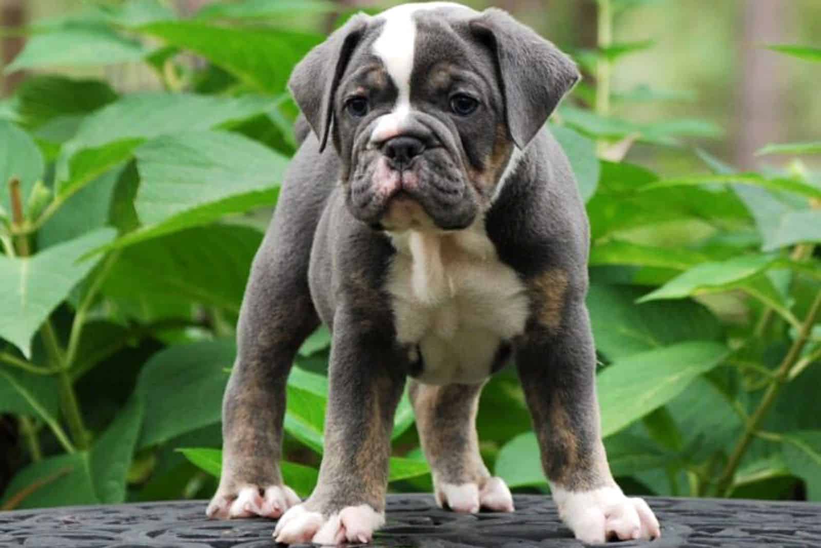 Blue English Bulldog: A Guide To Care, Exercise, And Diet