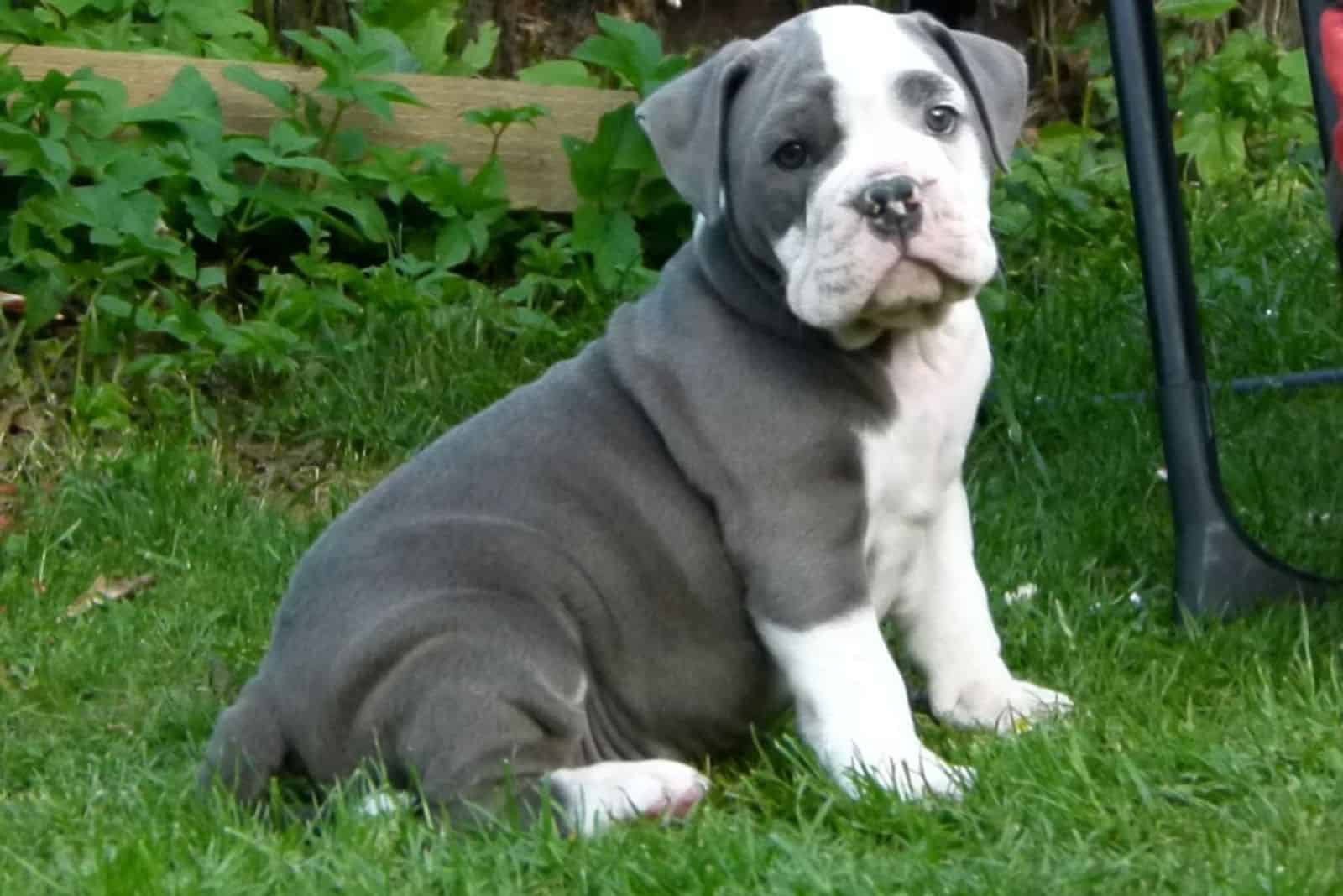 blue english bulldog sitting in the grass