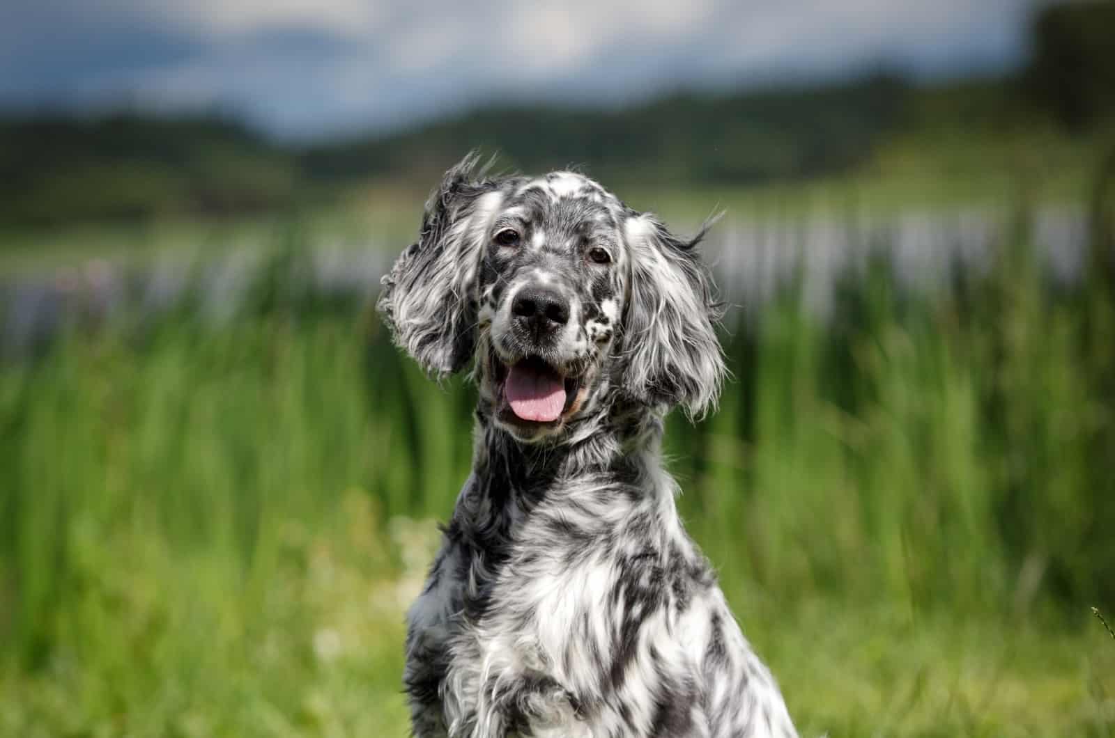 blue English Setter