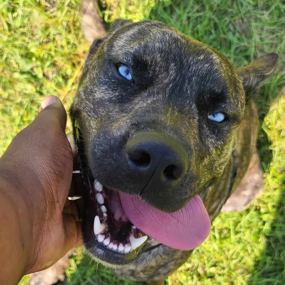 blue eyed brindle pitbull