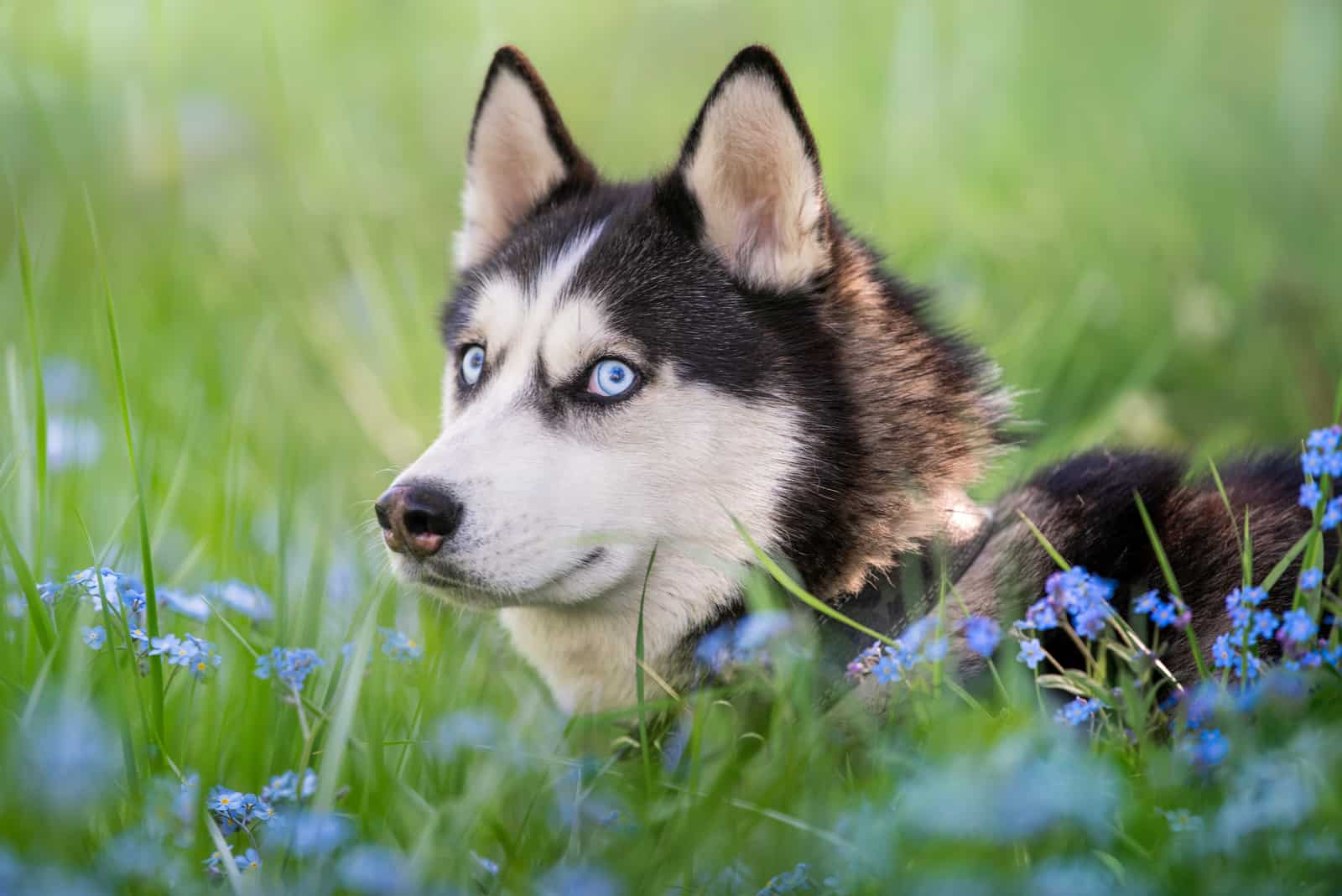 Blue Eyed Dogs: 36 Enchanting Dog Breeds With Cerulean Eyes