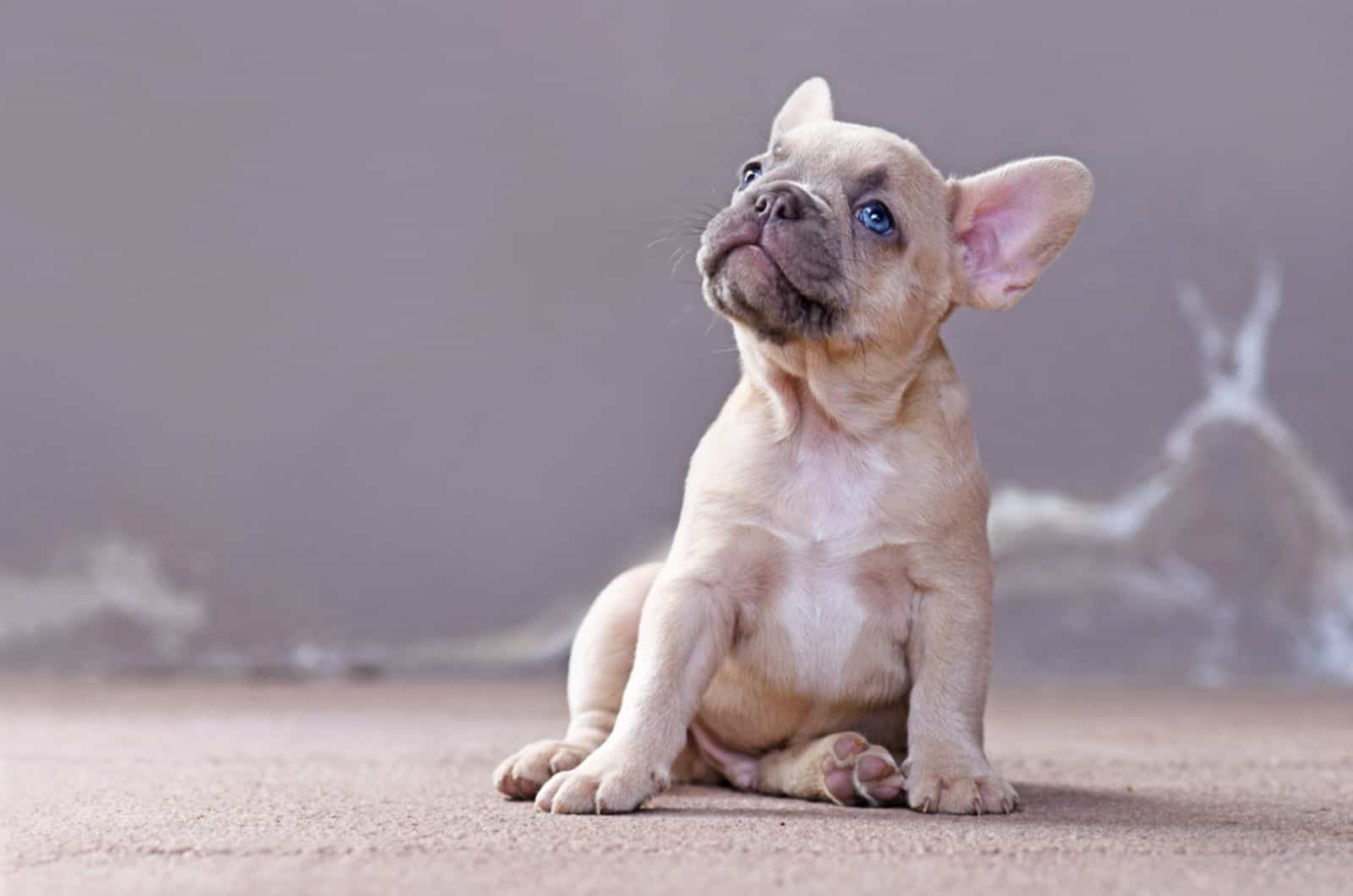 Blue-Eyed French Bulldog: Can You Resist Those Pretty Eyes?