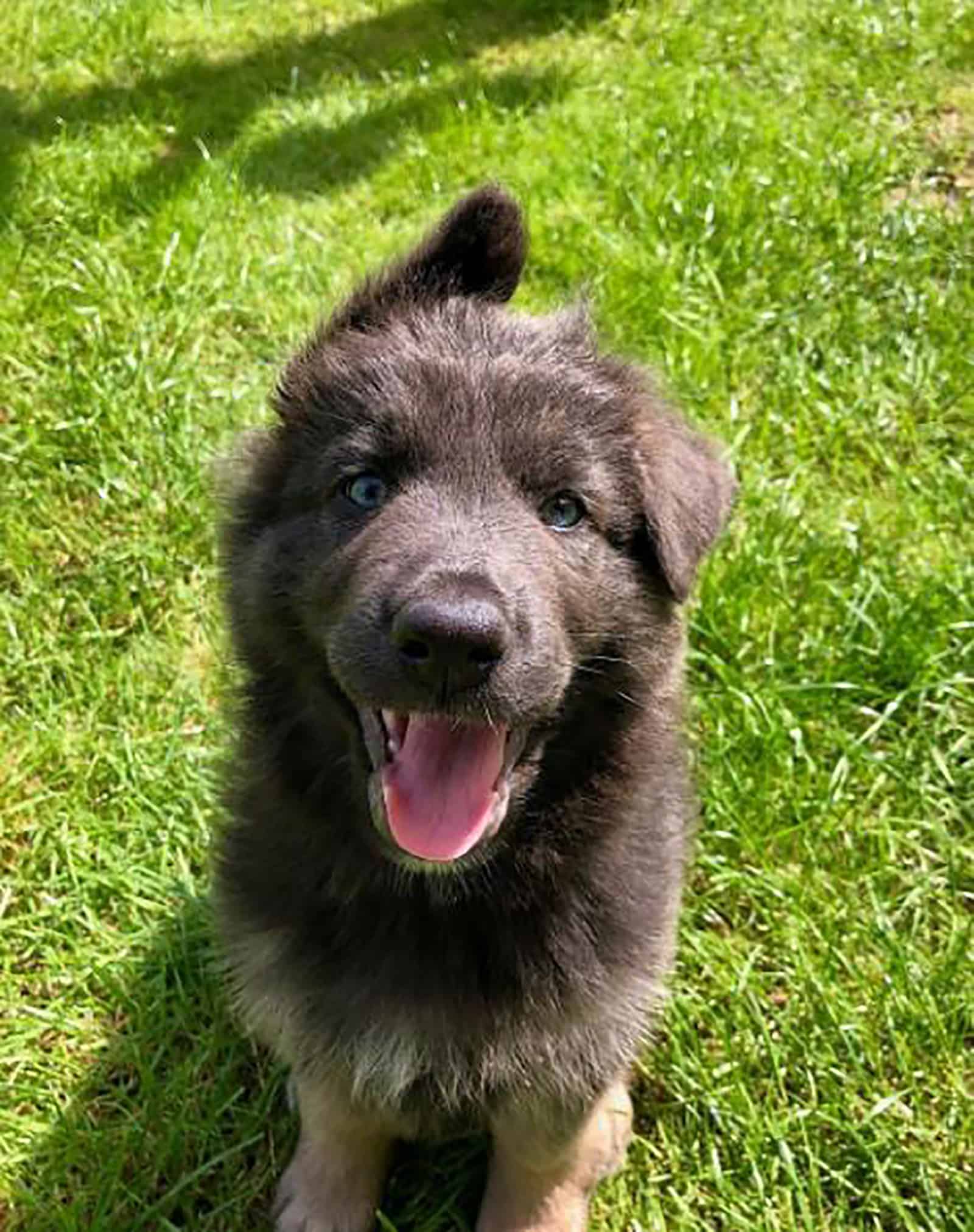 blue eyed german shepherd puppy sitting in the grass