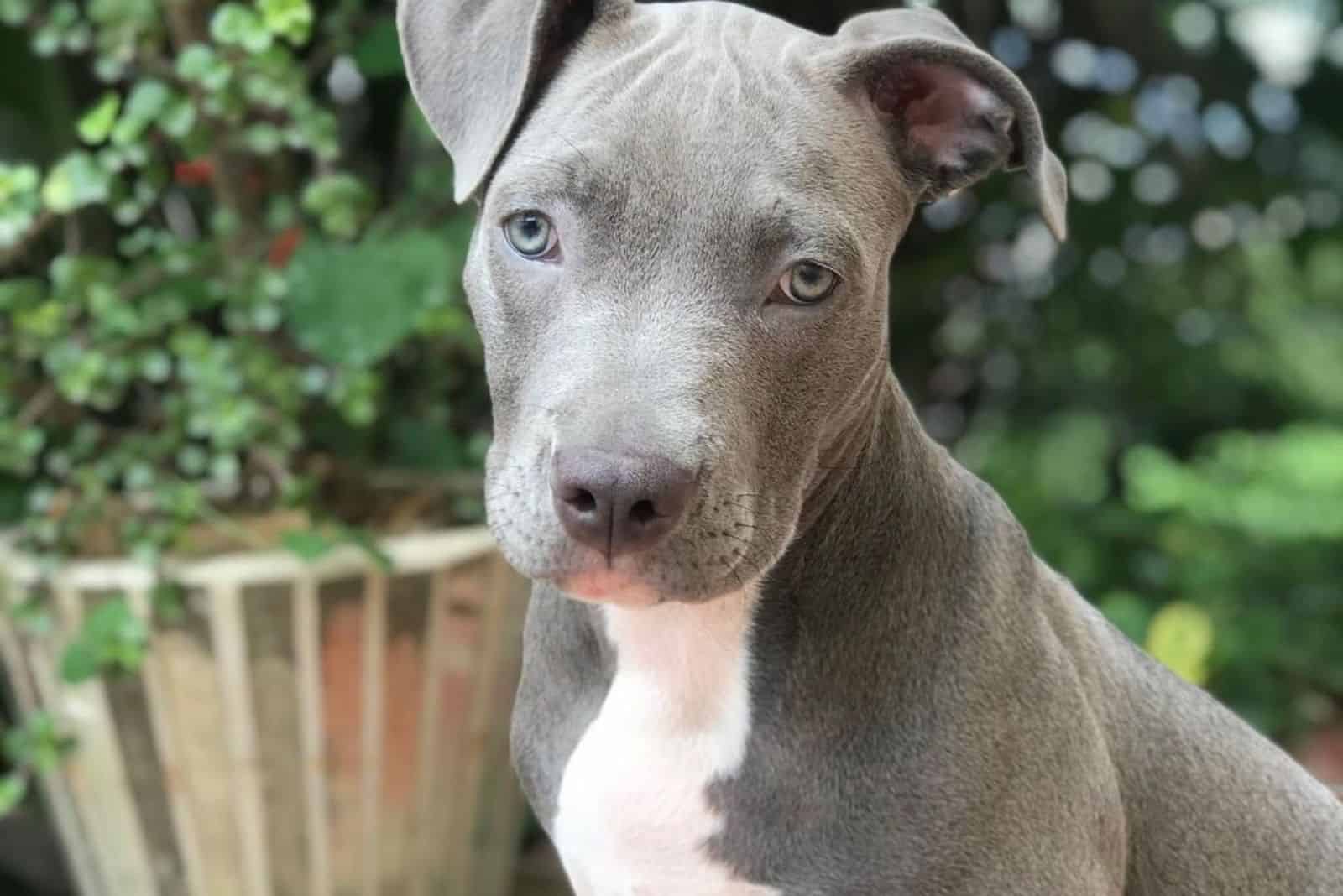 blue eyed grey pit bull