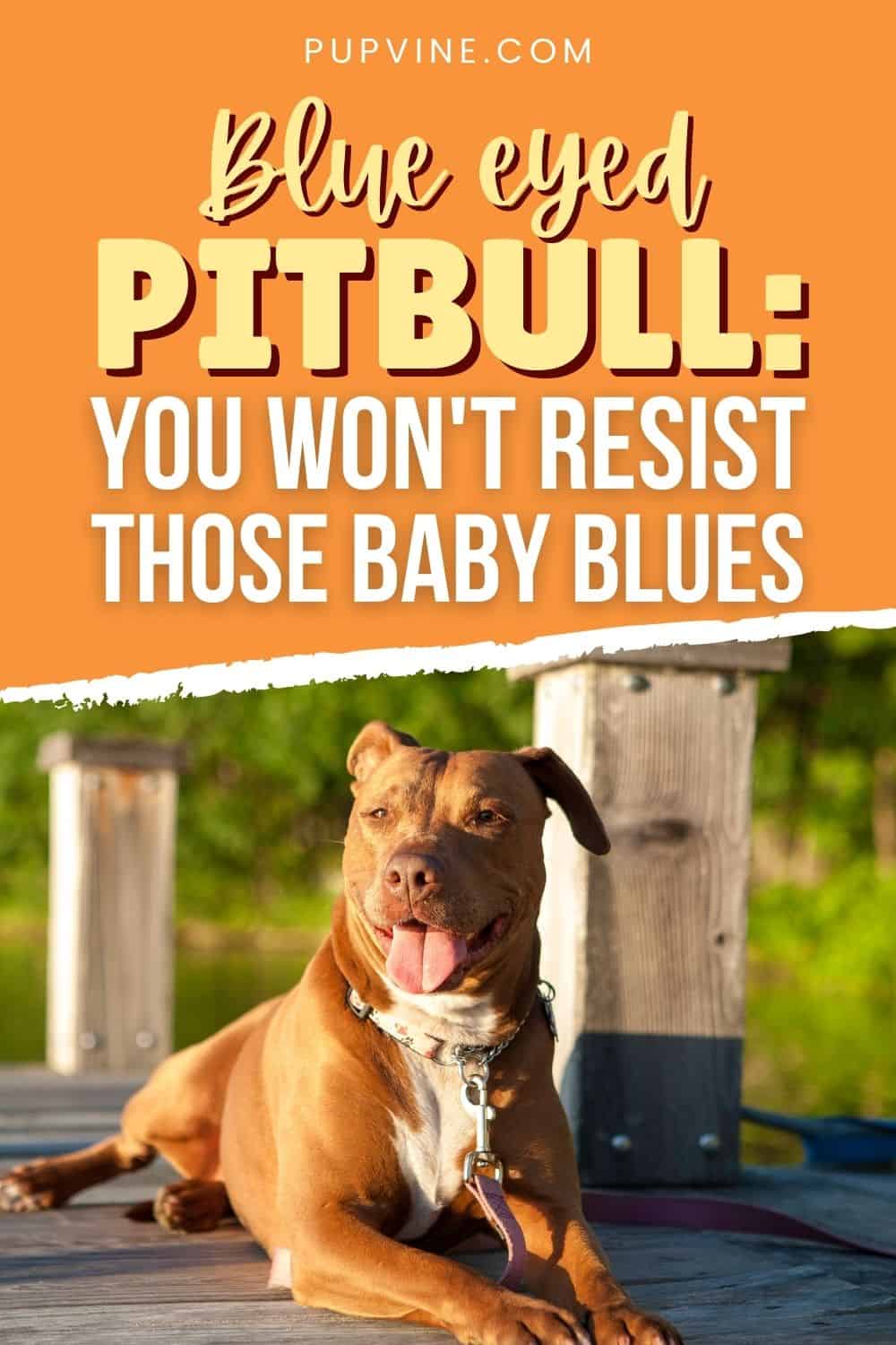 Blue Eyed Pitbull You Won't Resist Those Baby Blues