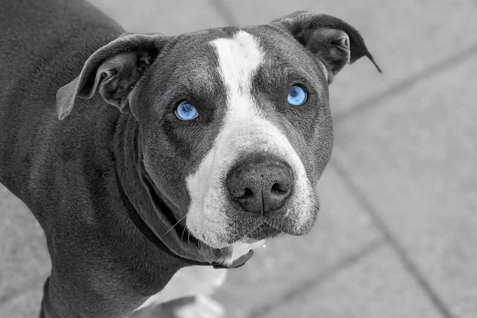 Blue Eyed Pitbull: You Won’t Resist Those Baby Blues