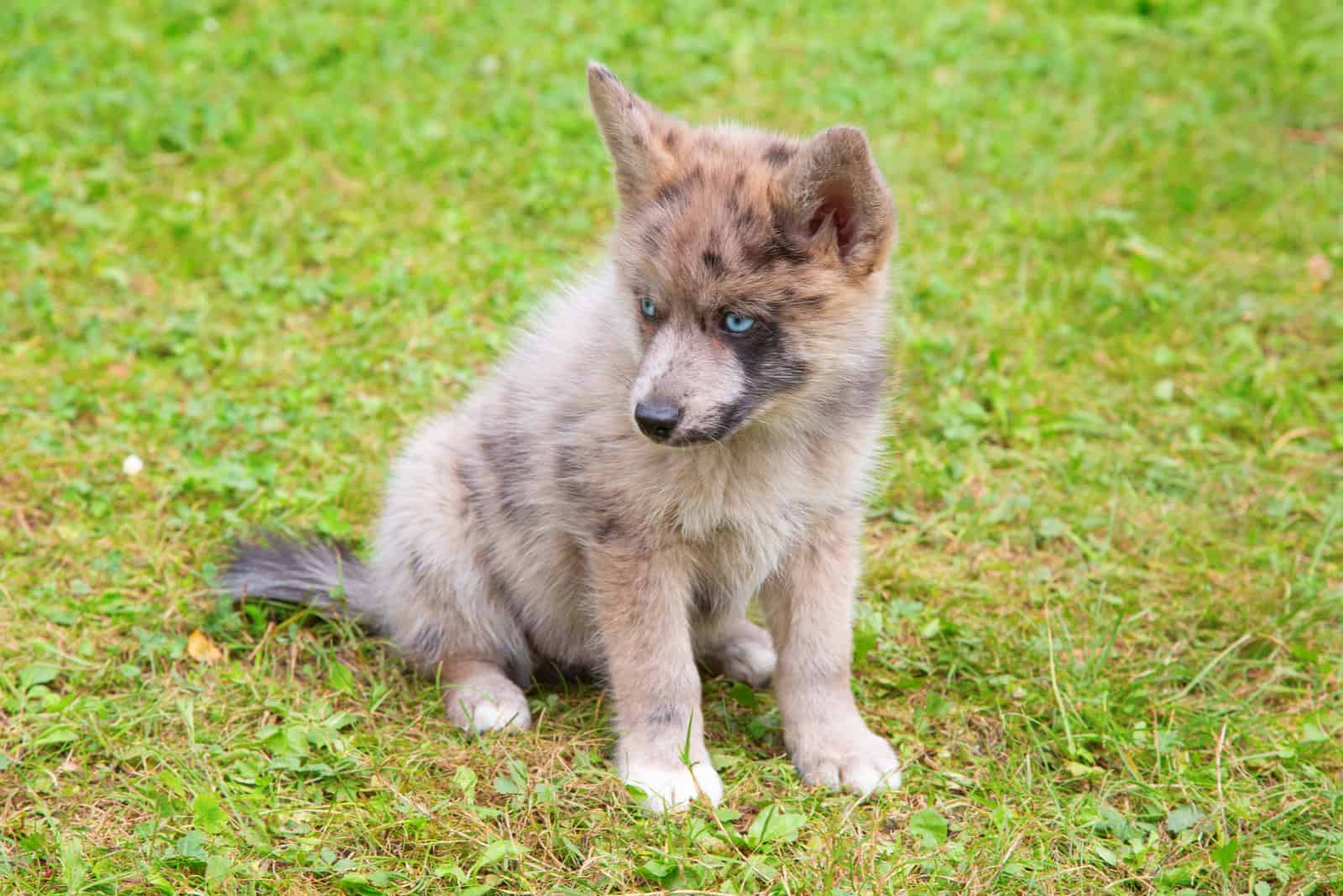 blue eyed Pomsky dog sitting on grass