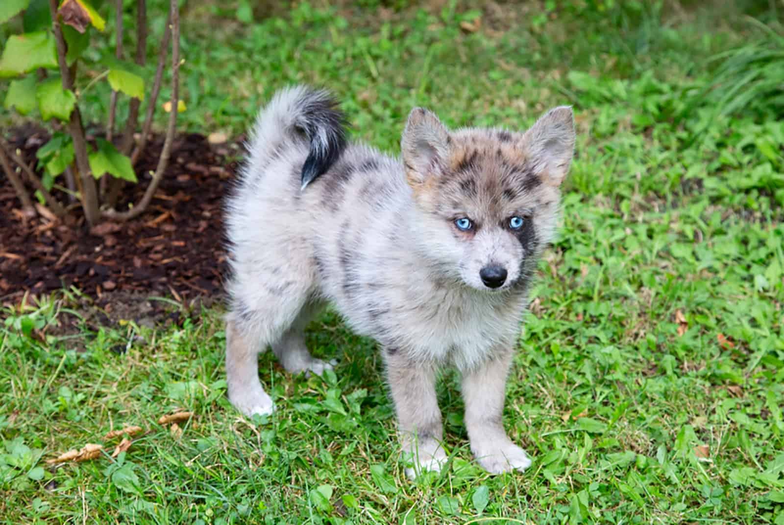 blue eyed pomsky puppy standing in the grass