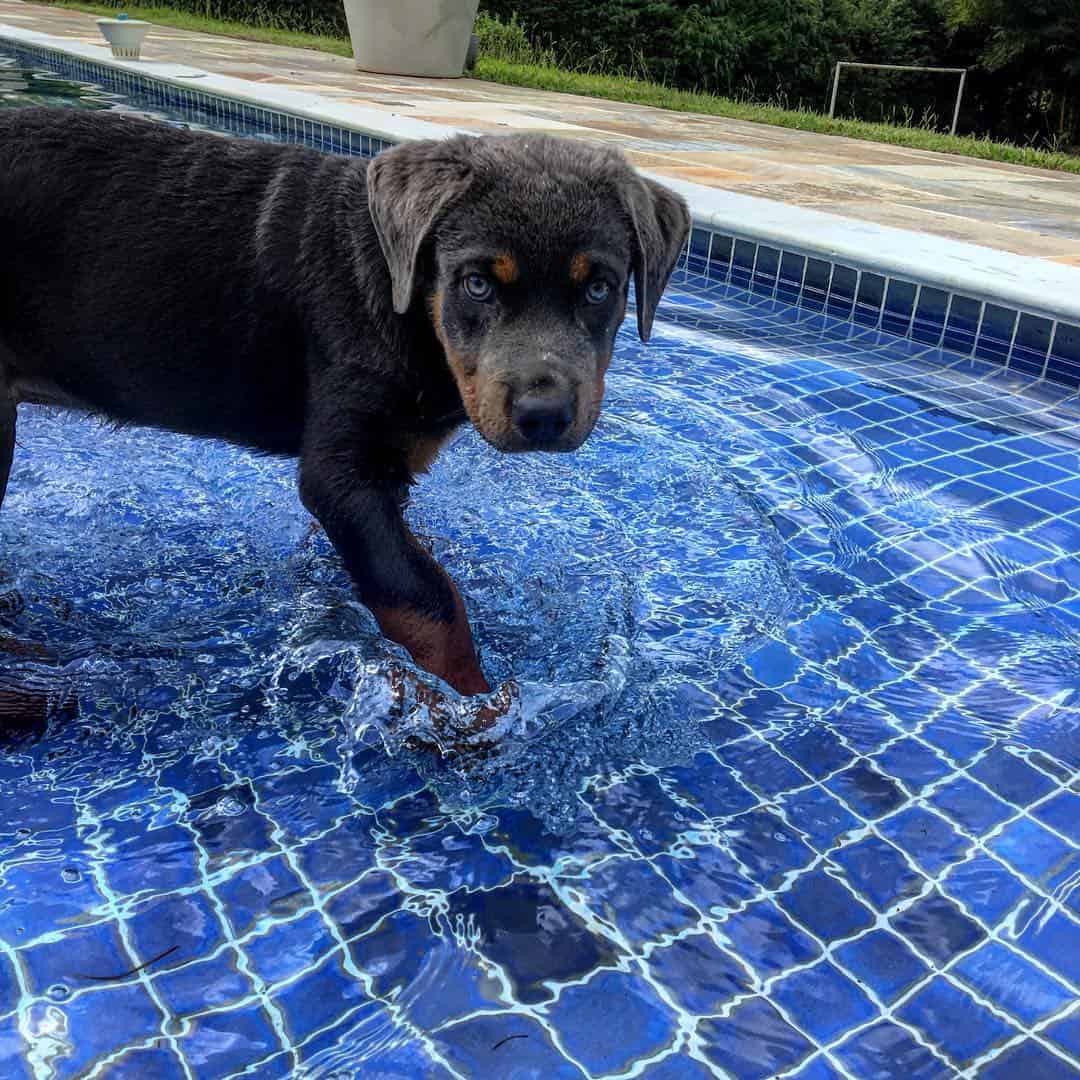 Blue-Eyed Rottweiler puppy