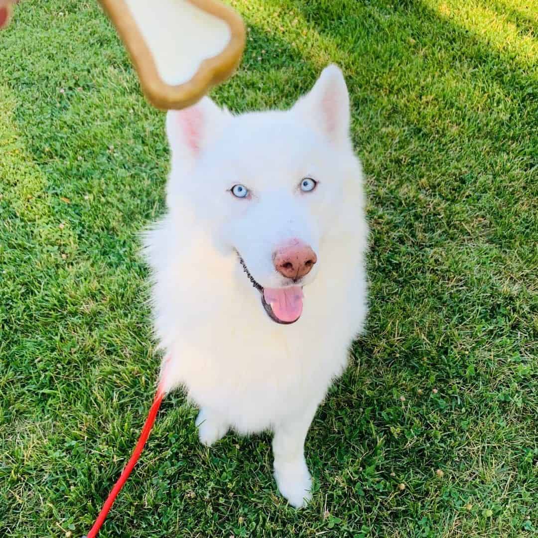 blue eyed samoyed