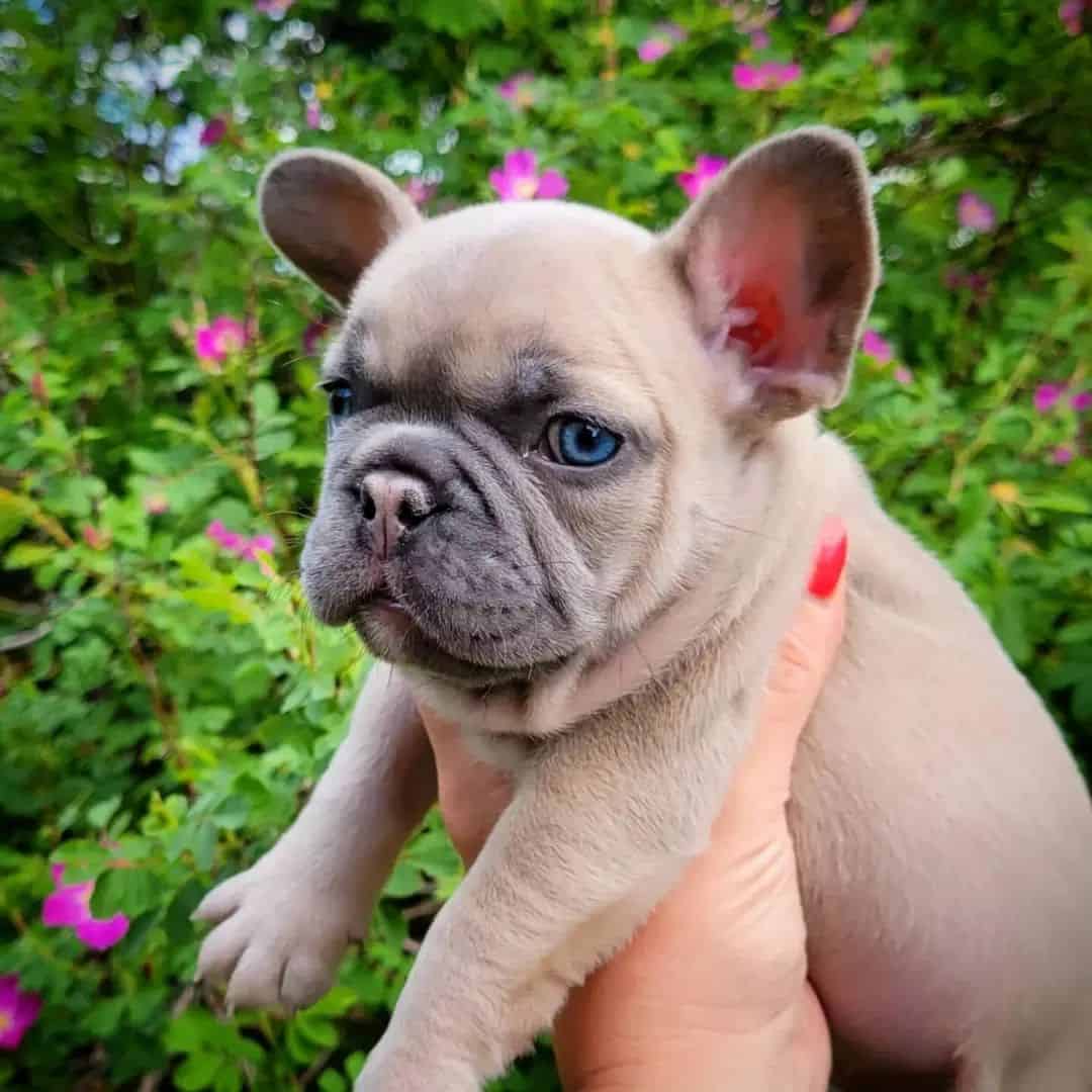 Blue Fawn French Bulldog