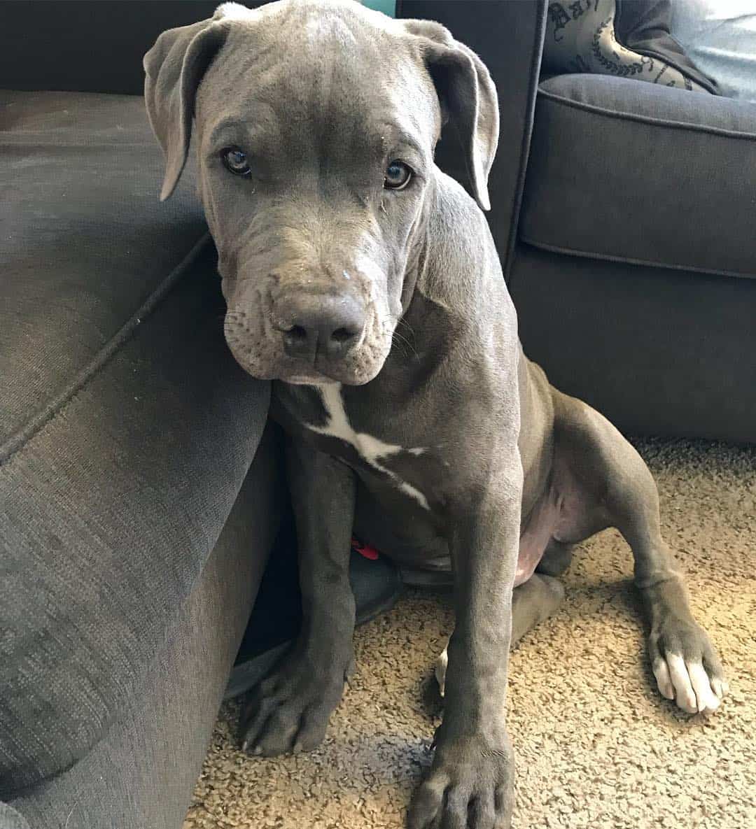 blue fawn pit bull