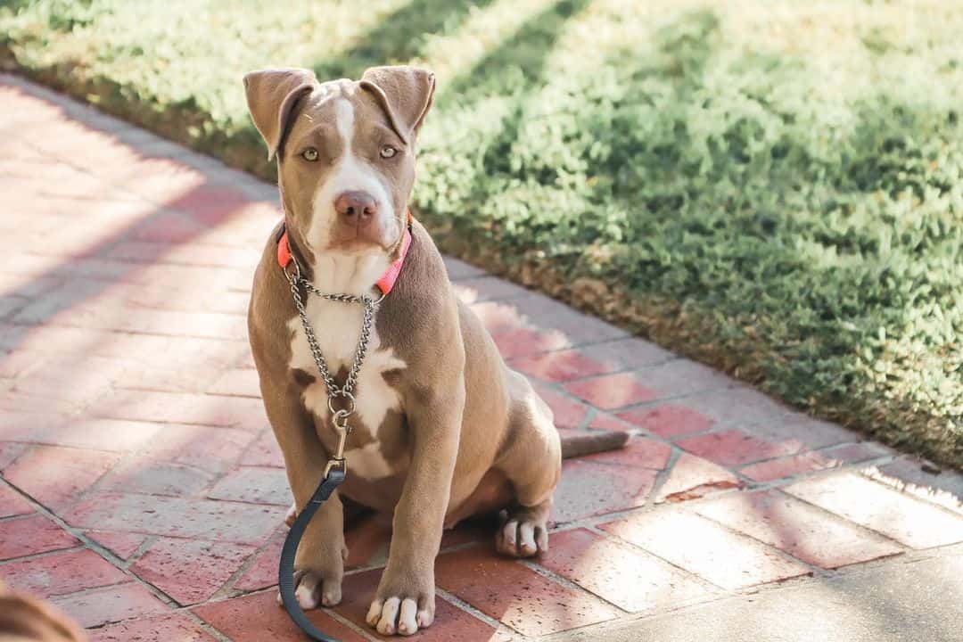 Blue Fawn Pitbull – Is This The Most Beautiful Pitbull Color?