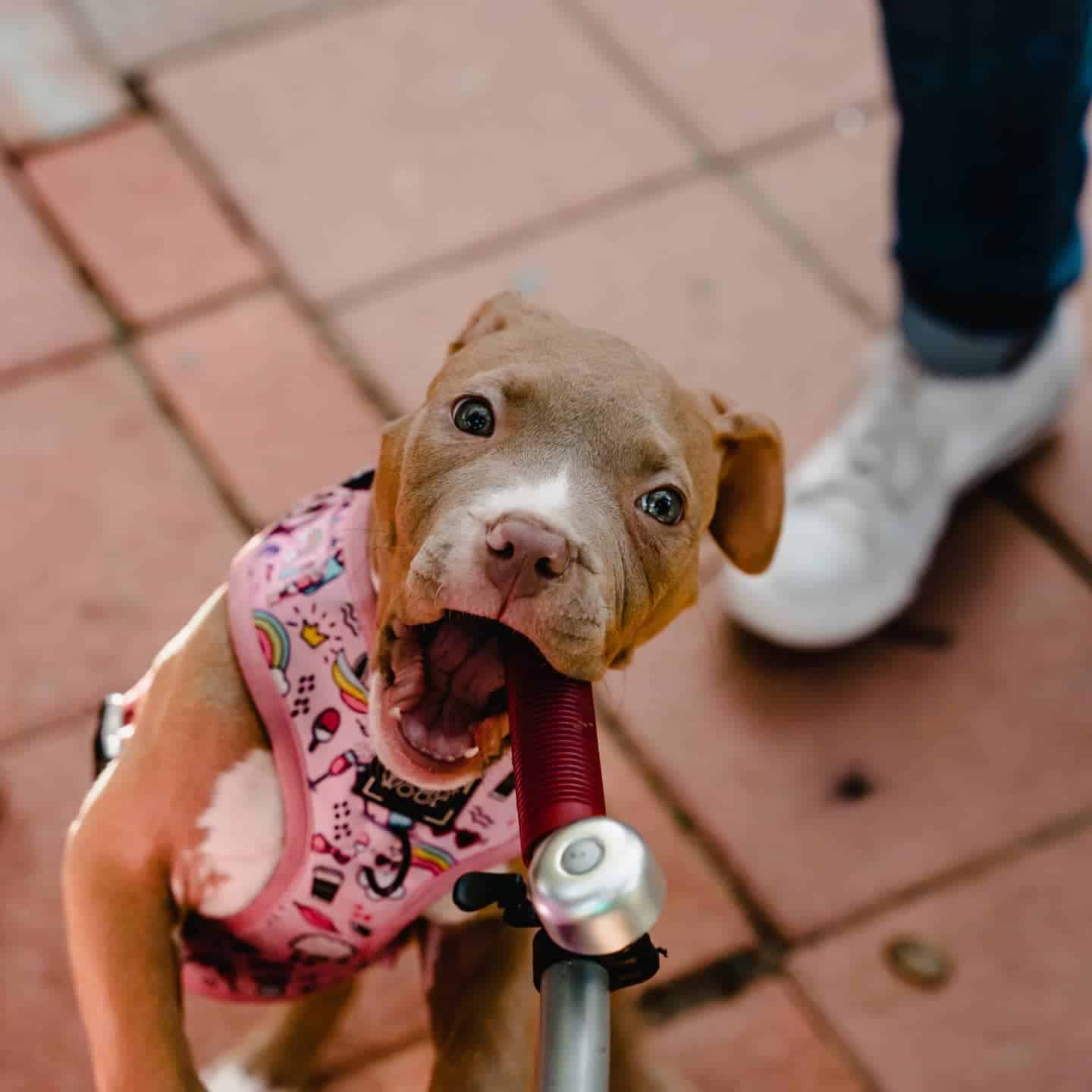 blue fawn pitbull puppy