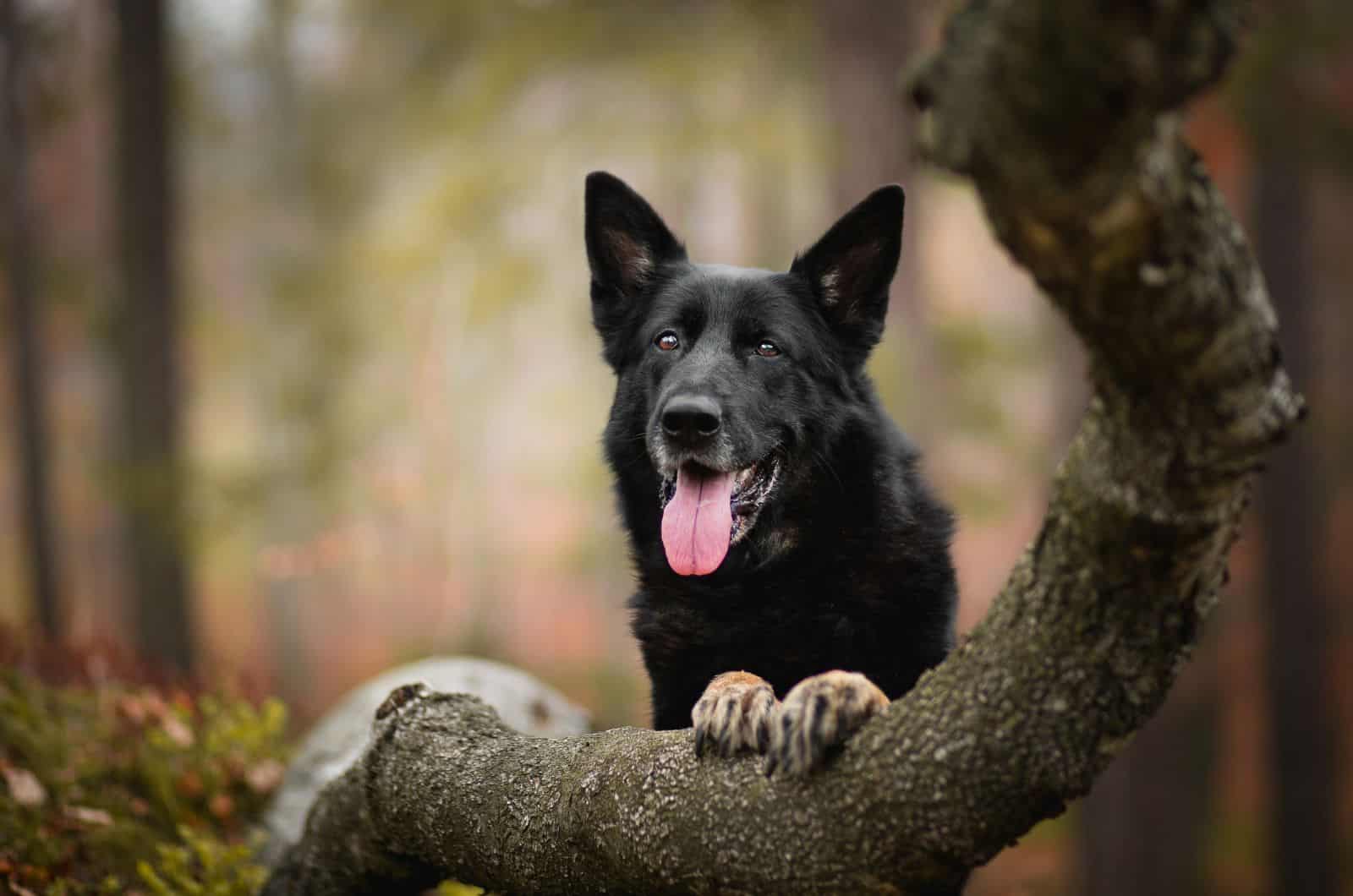 Blue German Shepherd behind tree