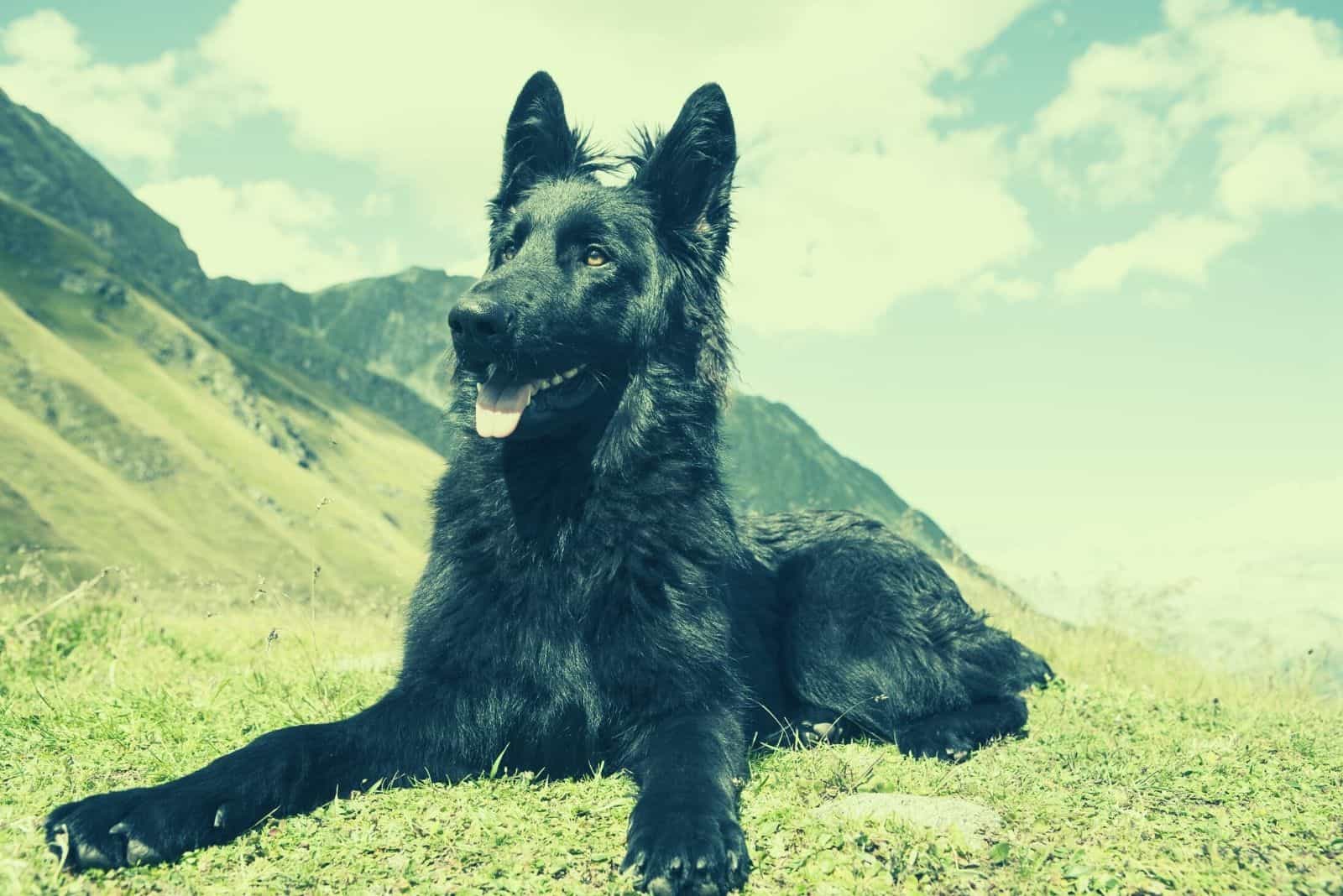 blue german shepherd dog lying down on ground in a mountain side