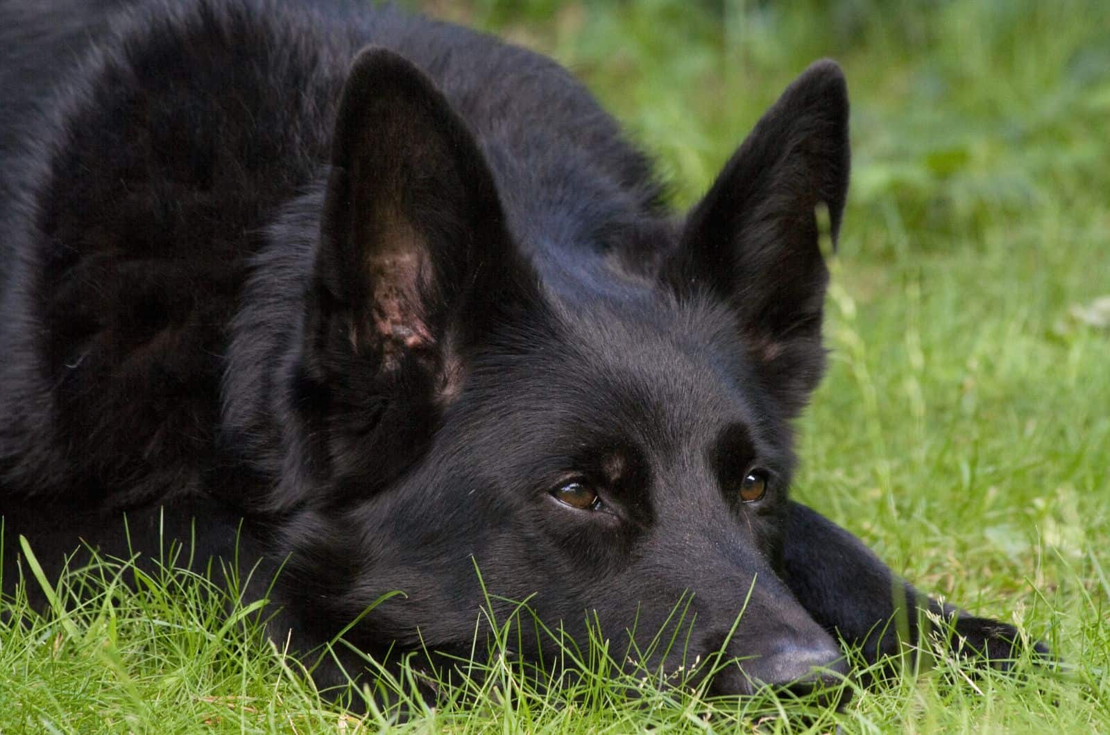 Blue German Shepherd lying on grass outside