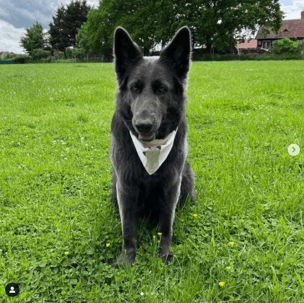 Blue German Shepherd outdoor