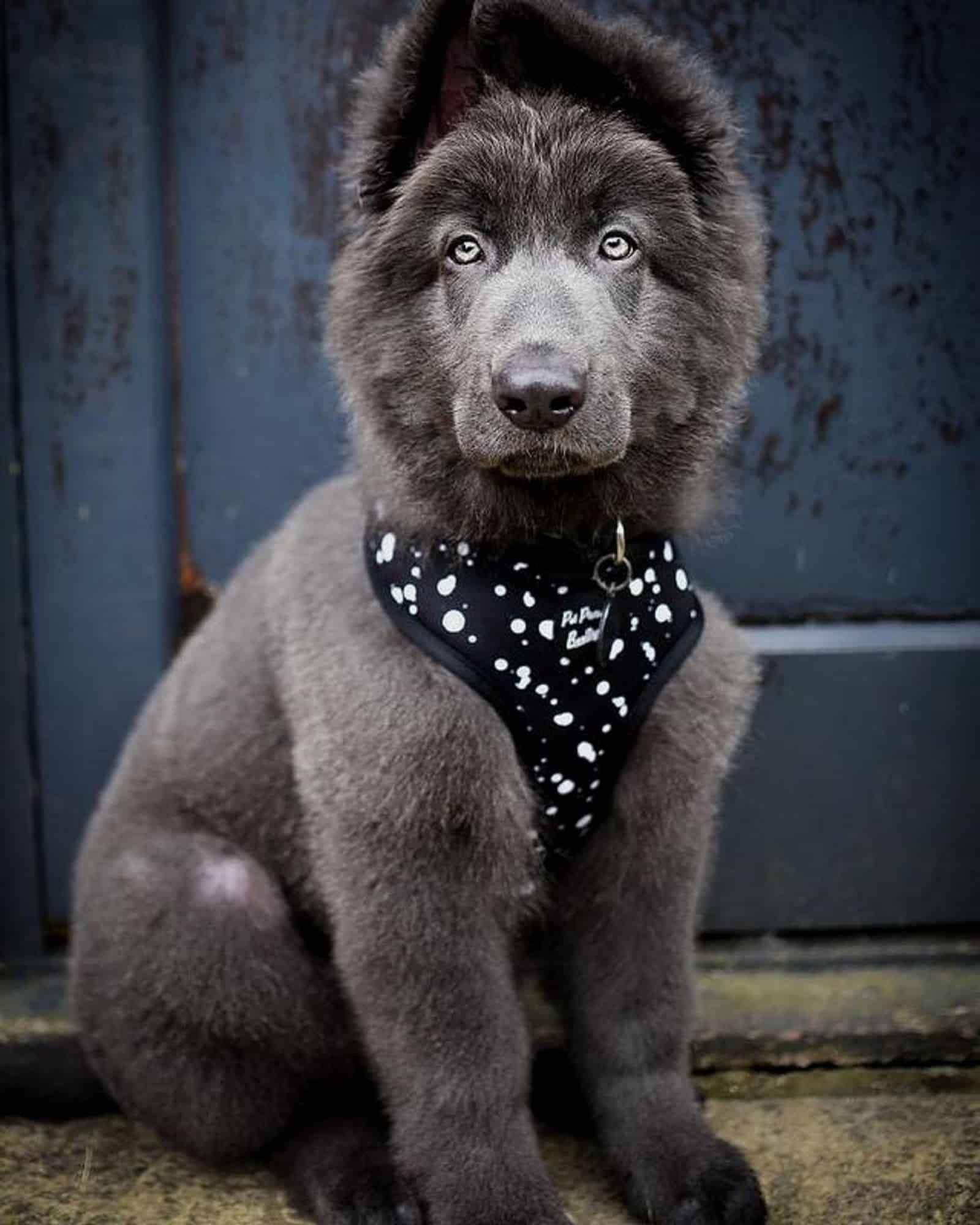 blue german shepherd puppy sitting outdoors