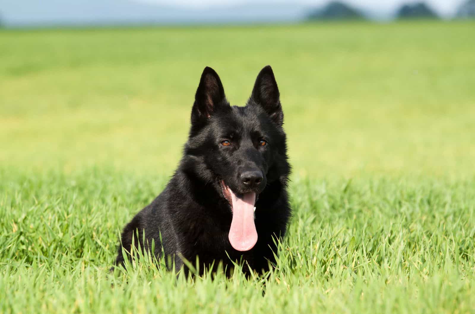 Blue German Shepherd sitting on grass outside