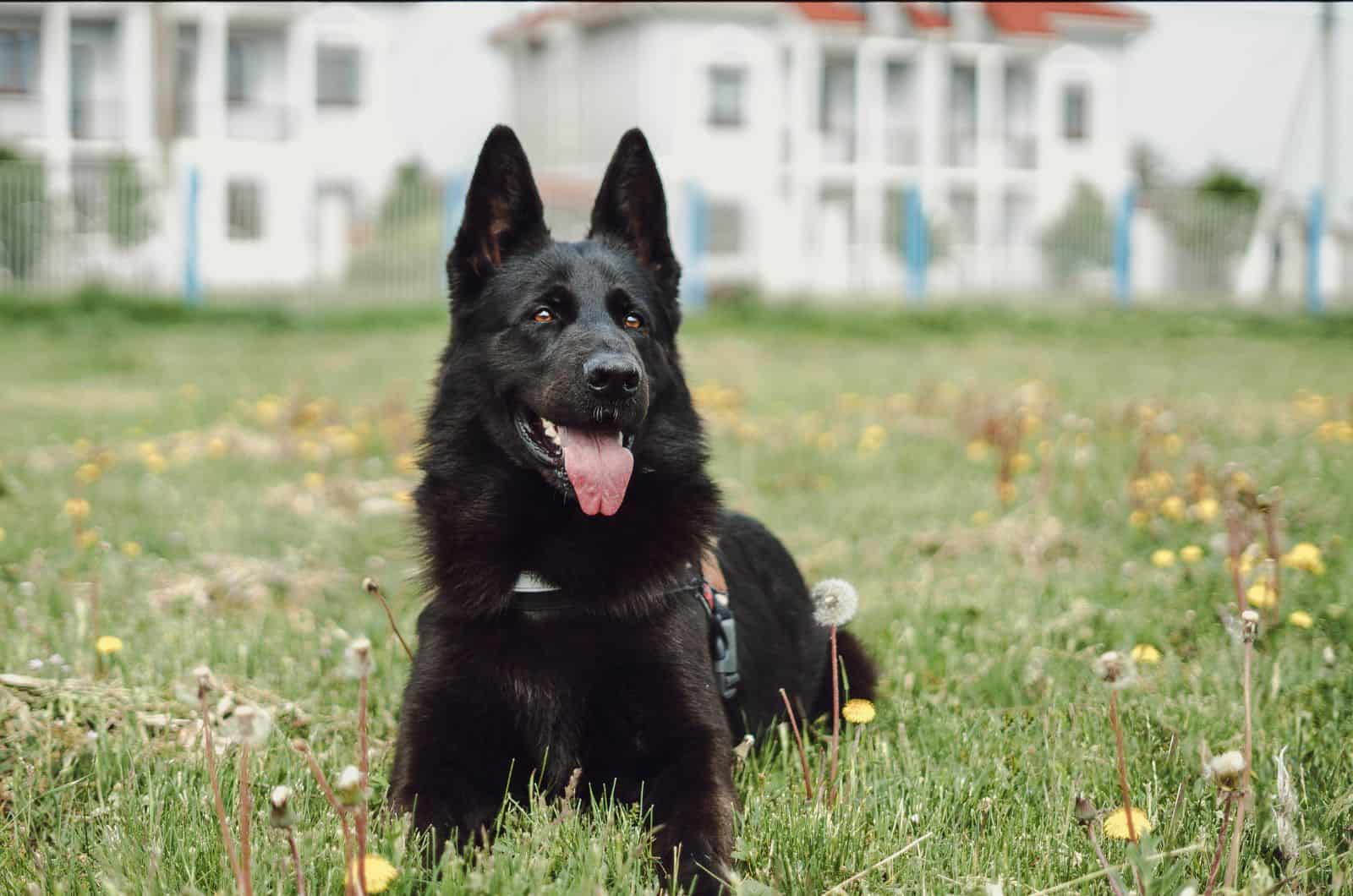 Blue German Shepherd sitting on grass