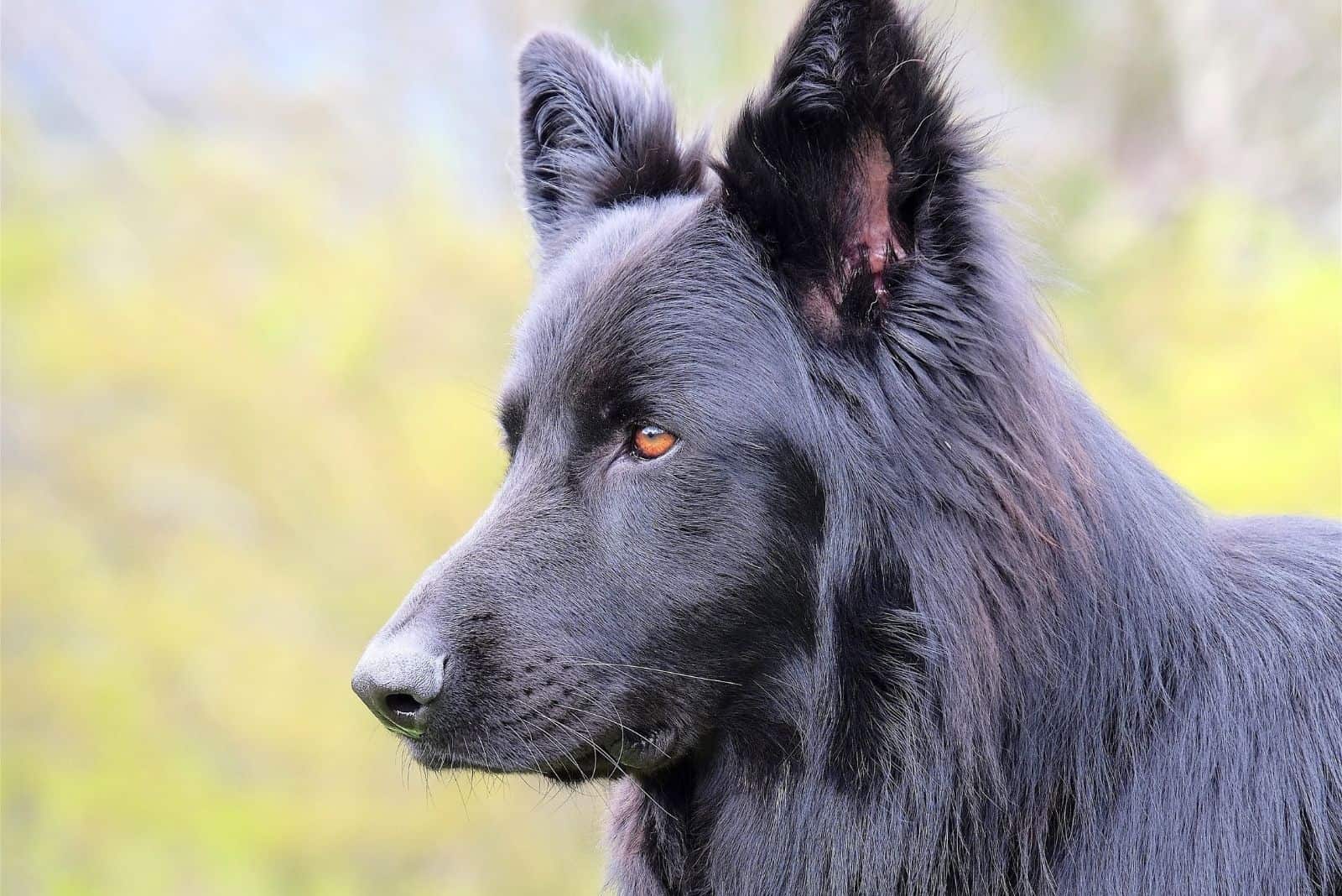 Blue German Shepherd: All About This Unique Dog Breed