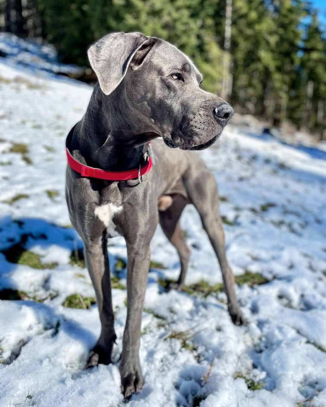 blue great dane