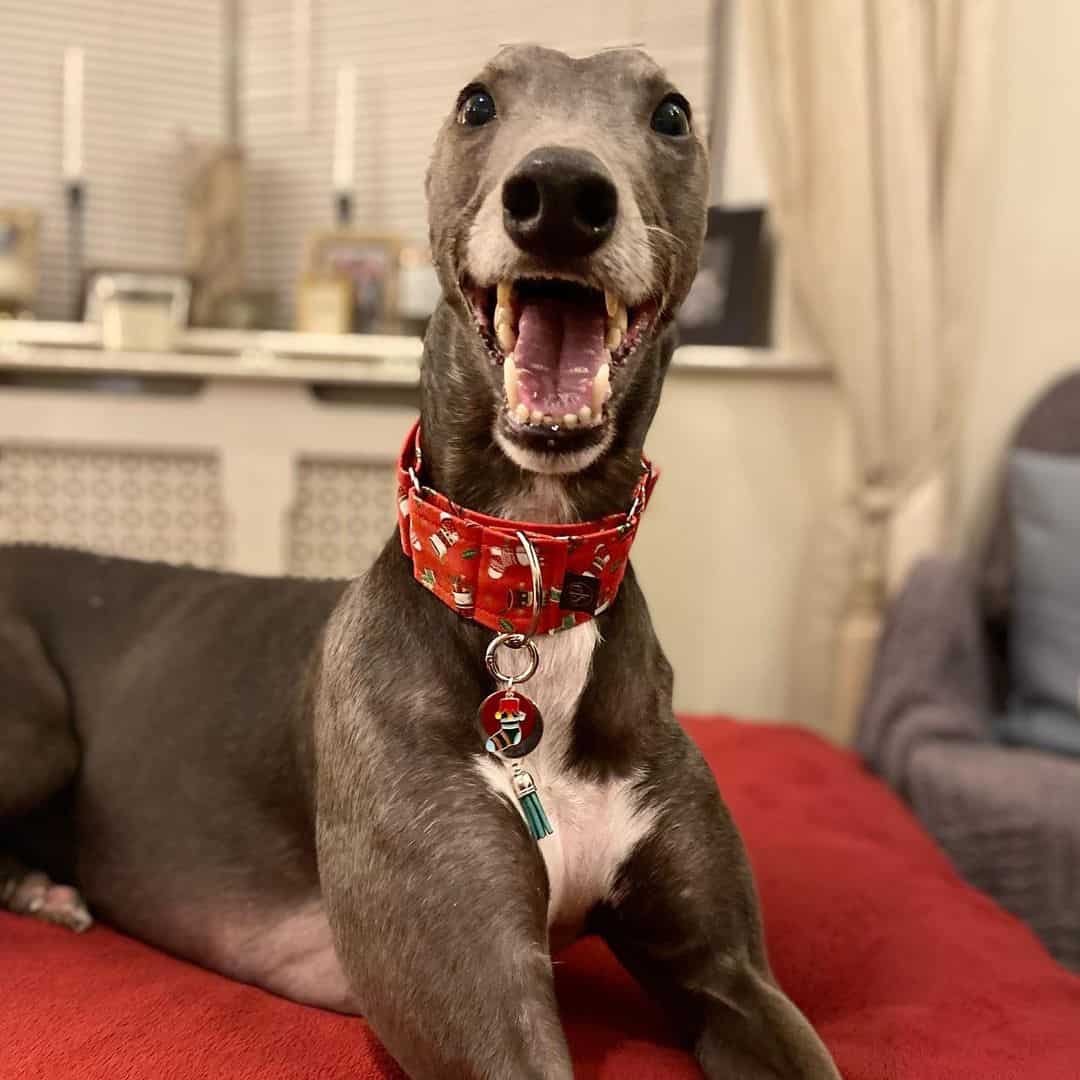 Blue Greyhound sits on the couch and laughs